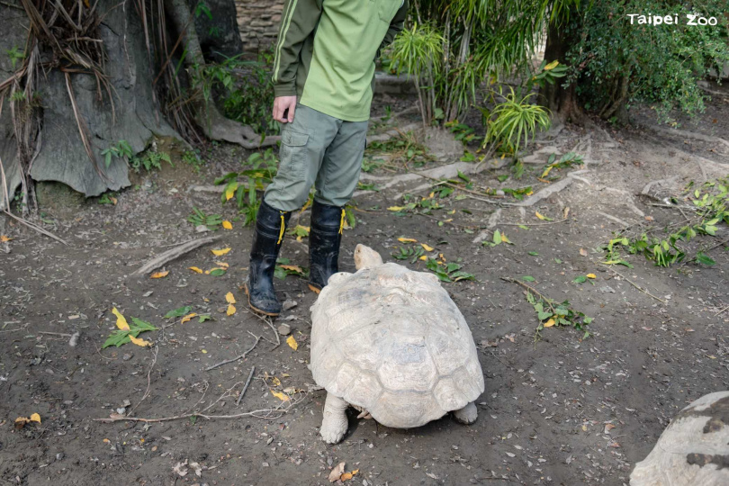 臺北市立動物園非洲動物區，蘇卡達象龜因爭奪地盤推擠翻車，保育員進場調停。（北市動物園提供）