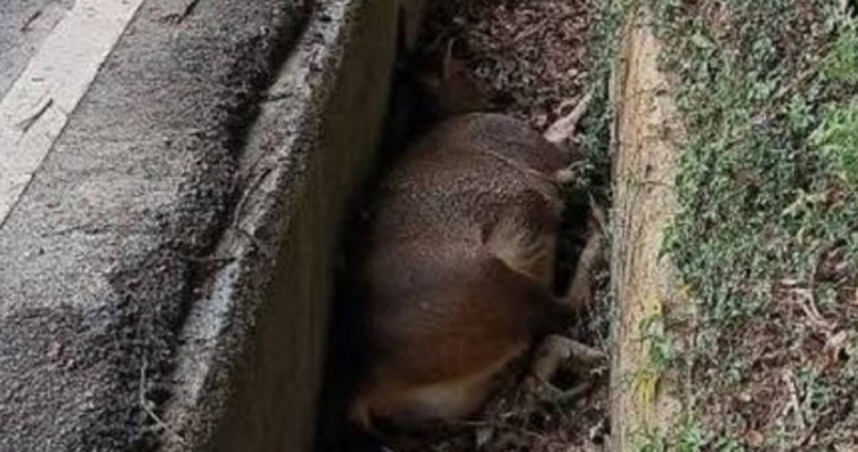 彰化二水鄉村民發現一頭重達百公斤的水鹿暴斃水溝內，現場畫面震撼，引發居民憂心非洲豬瘟疫情擴散，動防所隨即出面澄清「水鹿非感染對象」。（翻攝畫面）