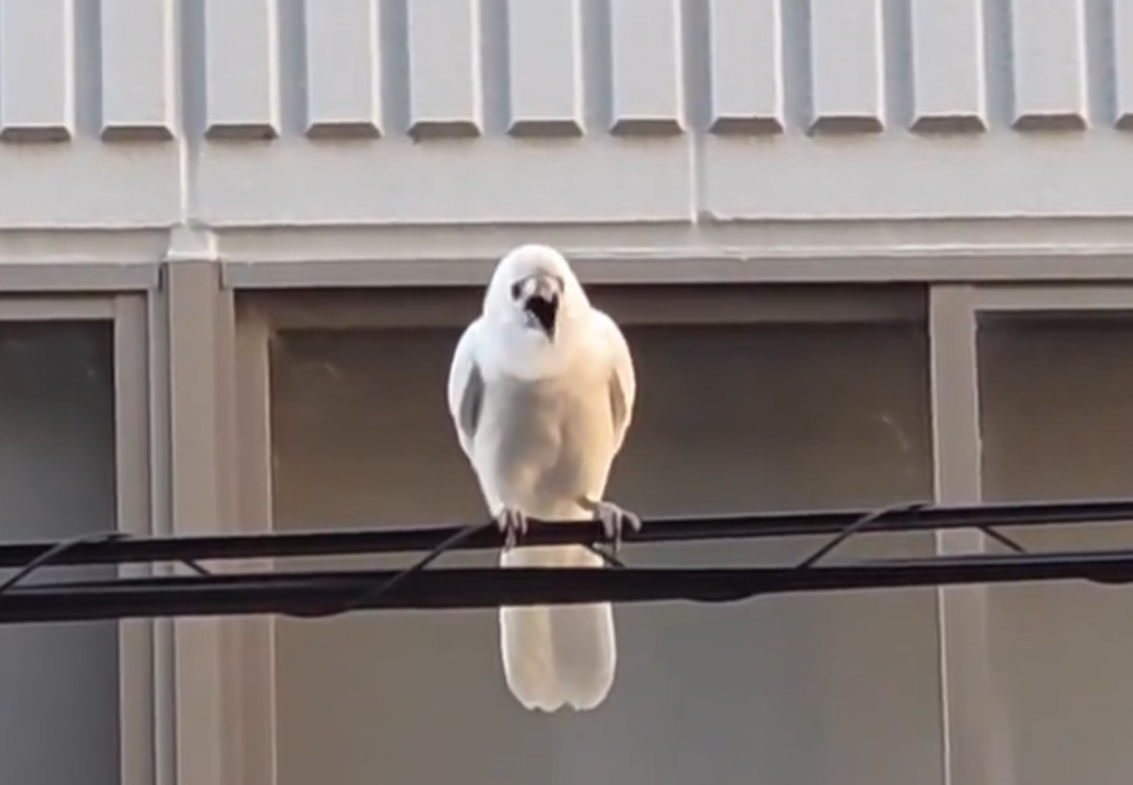 3萬分之1奇蹟！京都罕見白烏鴉曝光　百萬人朝聖