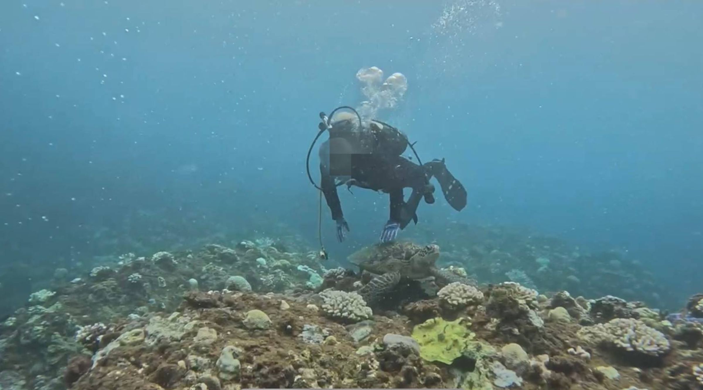 海巡署接獲民眾報案,追查到觸摸海龜的男性潛水客並依法送辦。(海巡南部分署提供)