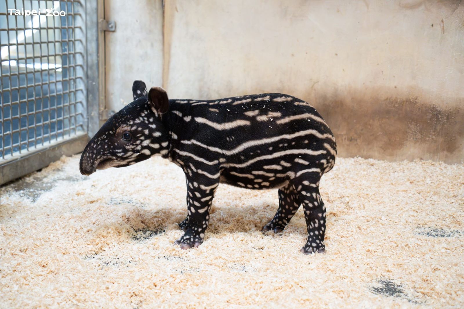 北市動物園添千金!馬來貘寶寶「2週飆到19公斤」 學媽媽啃菜葉超萌