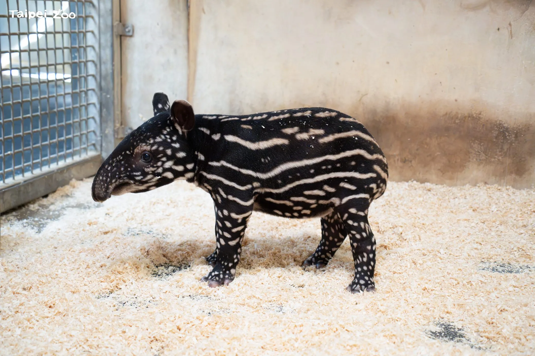北市動物園添千金！馬來貘寶寶「2週飆到19公斤」　學媽媽啃菜葉超萌