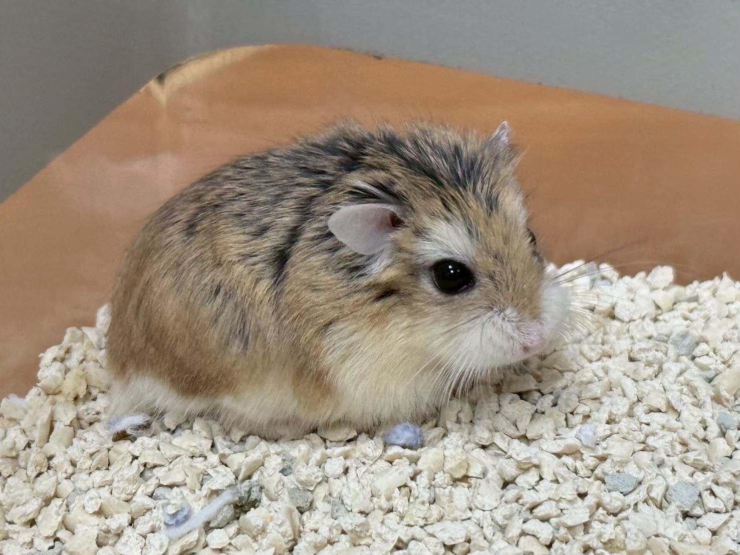 特寵認養來了！桃園第3季活動聚焦非犬貓小動物。圖為開放認養的老公公鼠。（桃市動保處提供）