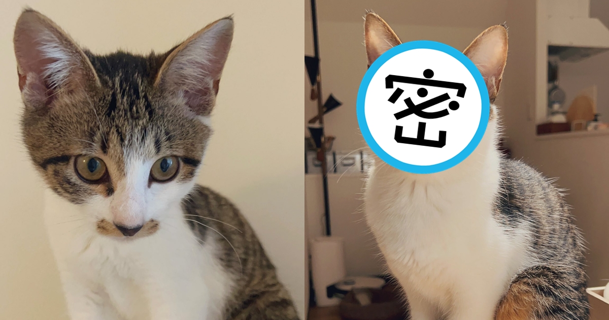 Uzume每天都聽奴才讚美，7個月後自信爆棚。（翻攝自X@sheepmandonuts）