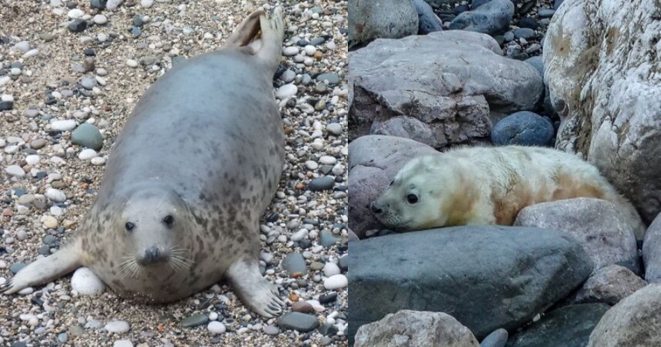 母女檔曝光！當年被救起的海豹Kale（左），如今帶著小寶寶Amethyst（右）在熟悉海域悠游，讓救援團隊看了超感動。（翻攝自RSPCA Stapeley Grange）