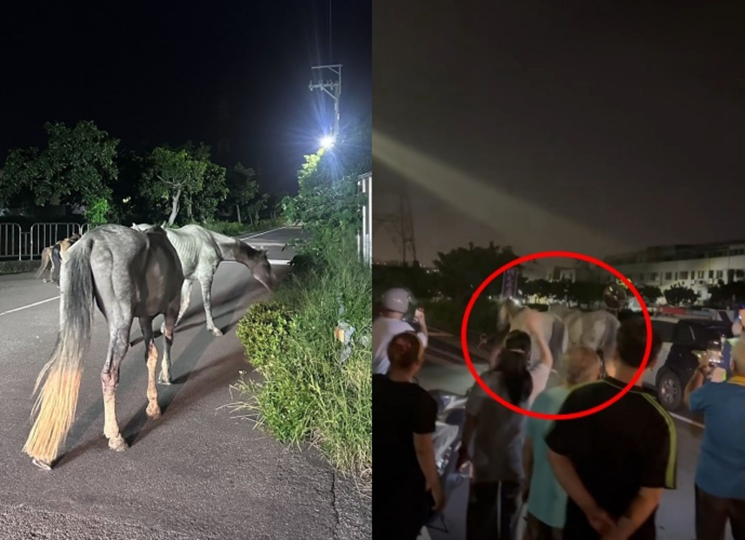 馬術中心馬兒誤闖街頭，引起路人圍觀拍照；員警在現場指揮交通，馬兒則在一旁悠哉吃草。（翻攝自Threads@cy_16888／@ox__katy）