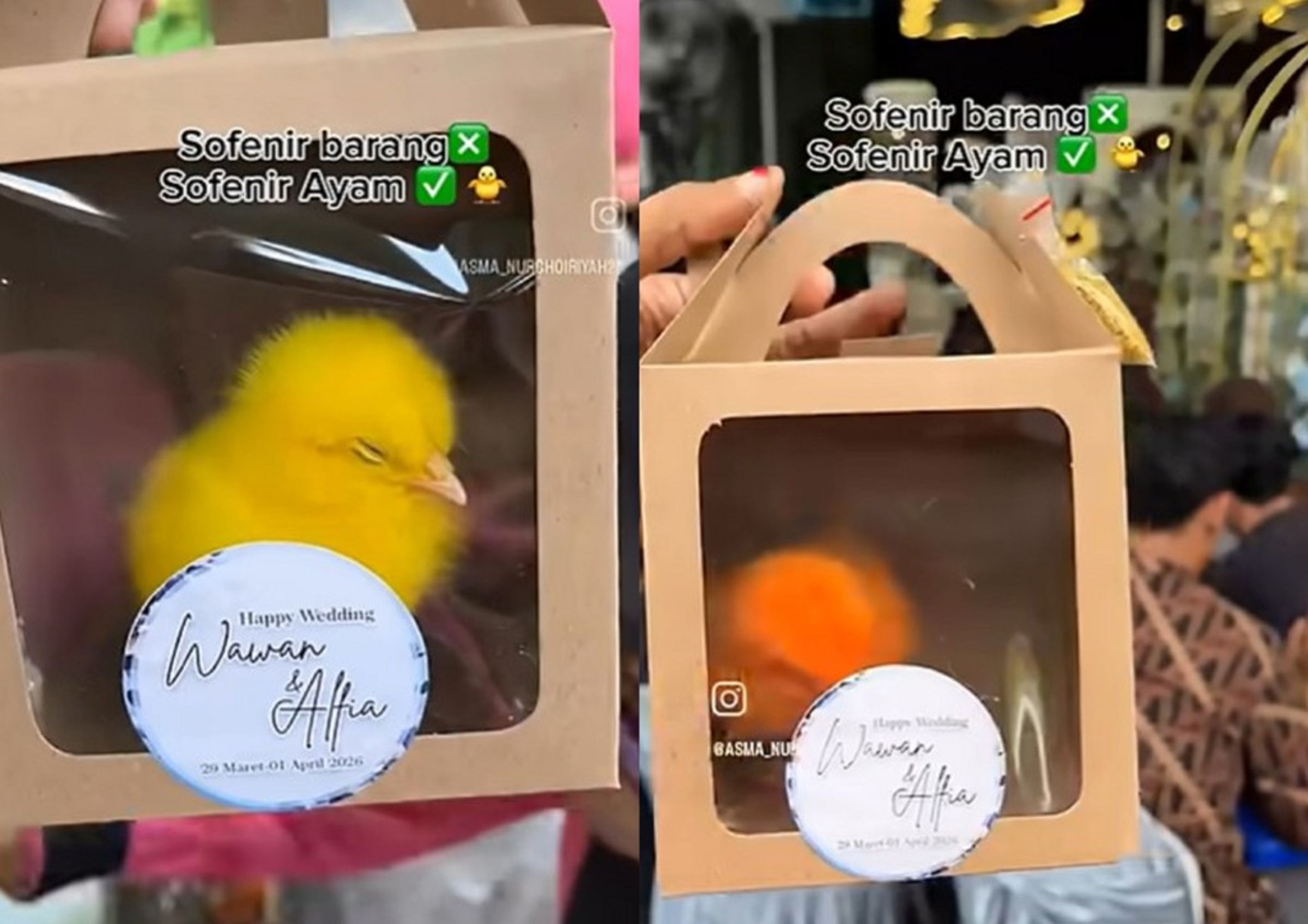 印尼一對新人婚禮荒唐用五顏六色的活體小雞當伴手禮，遭網友痛批慘忍。（翻攝畫面）