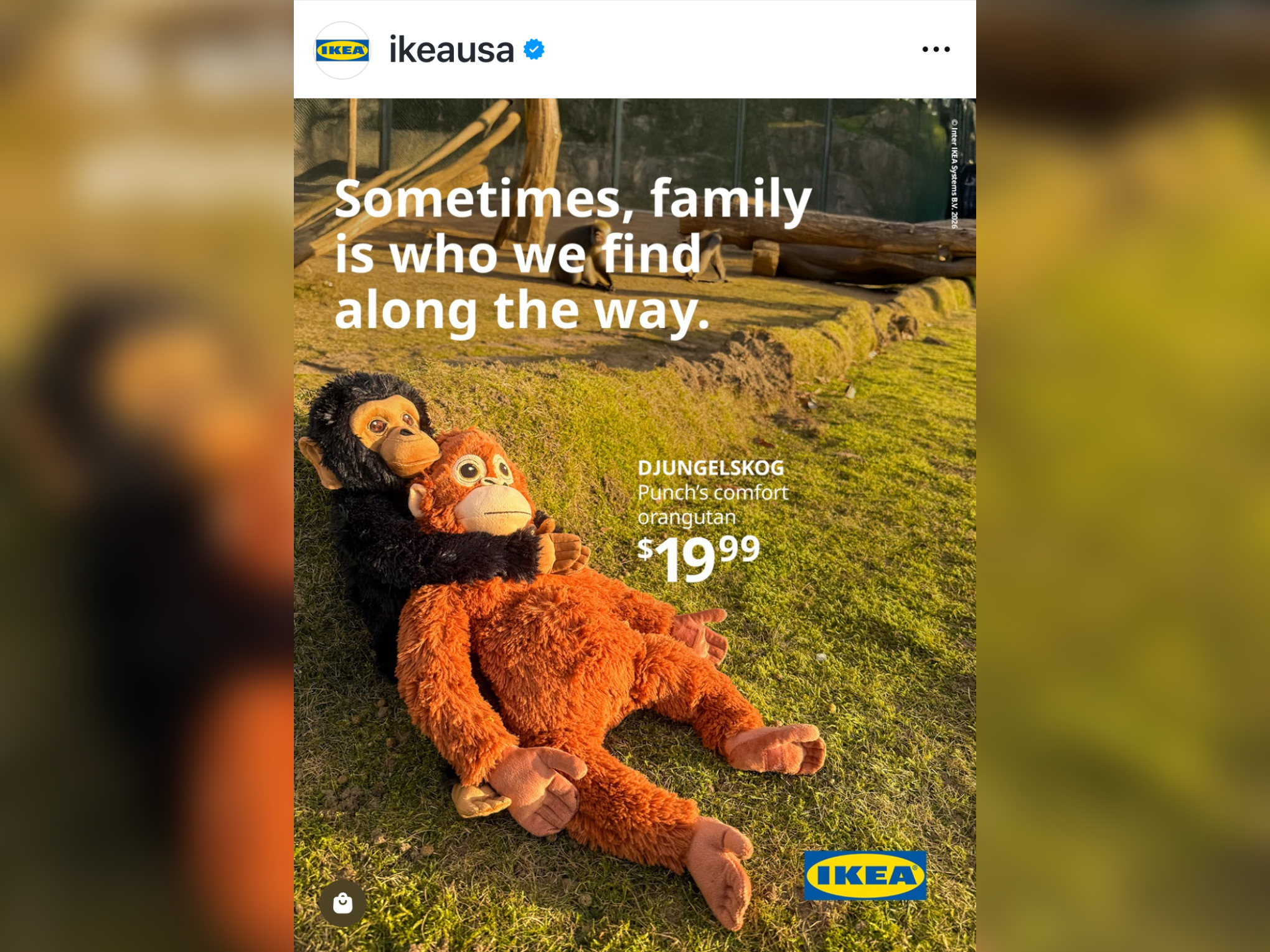 日本小獼猴緊抱「絨毛玩偶」爆紅　IKEA紅毛猩猩搭熱潮賣到缺貨