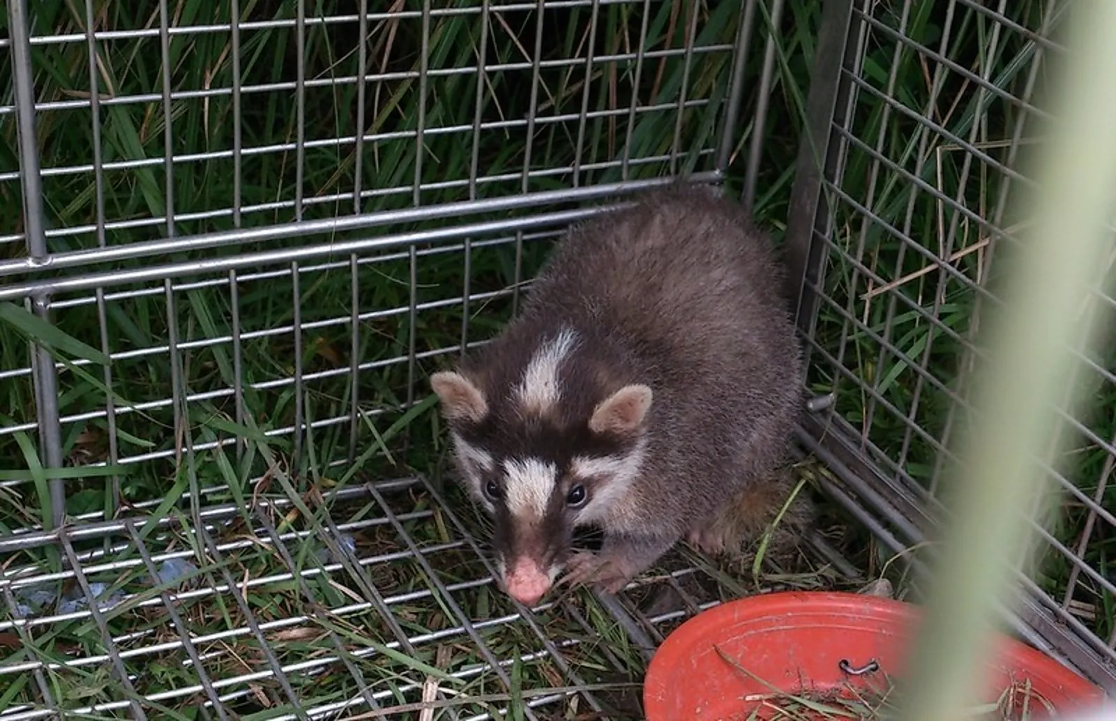 苗栗驚爆首例「狂犬病鼬獾」，防檢署急籲遵守「二不一要」原則。示意圖，非當事鼬獾。（翻攝自陽明山國家公園管理處）