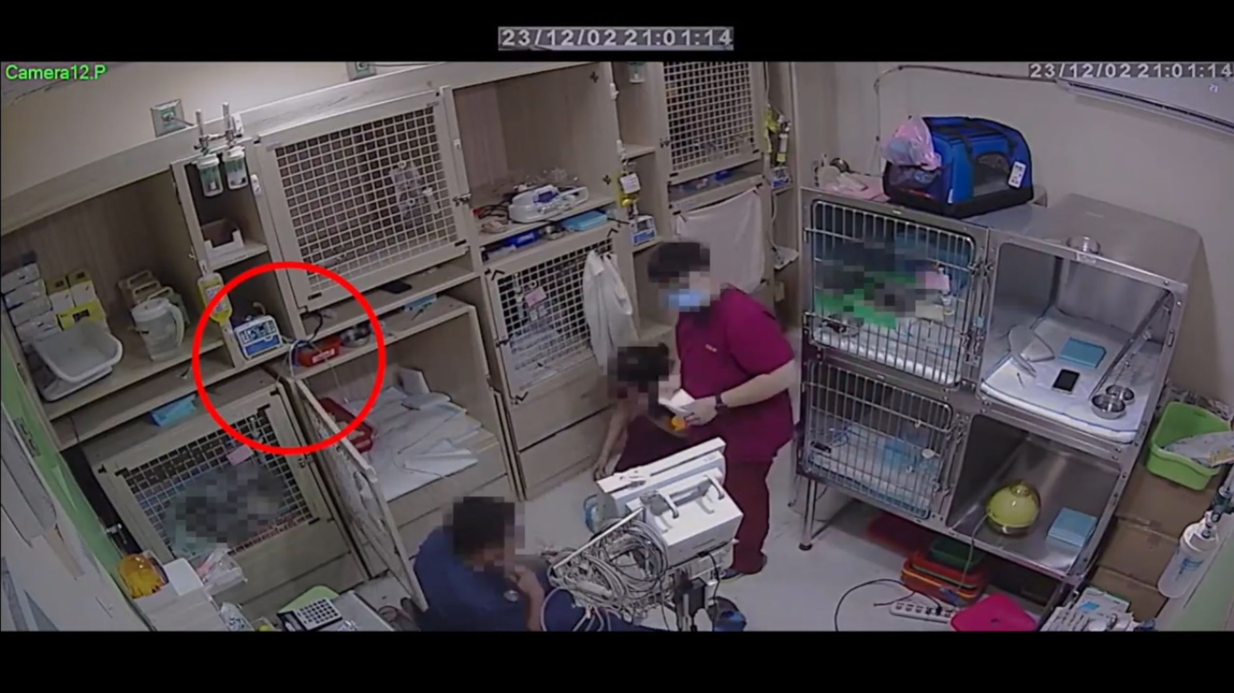A先生的貓咪在急救過程中氧氣管脫落,院方卻在貓咪死亡後才裝回。(讀者提供)
