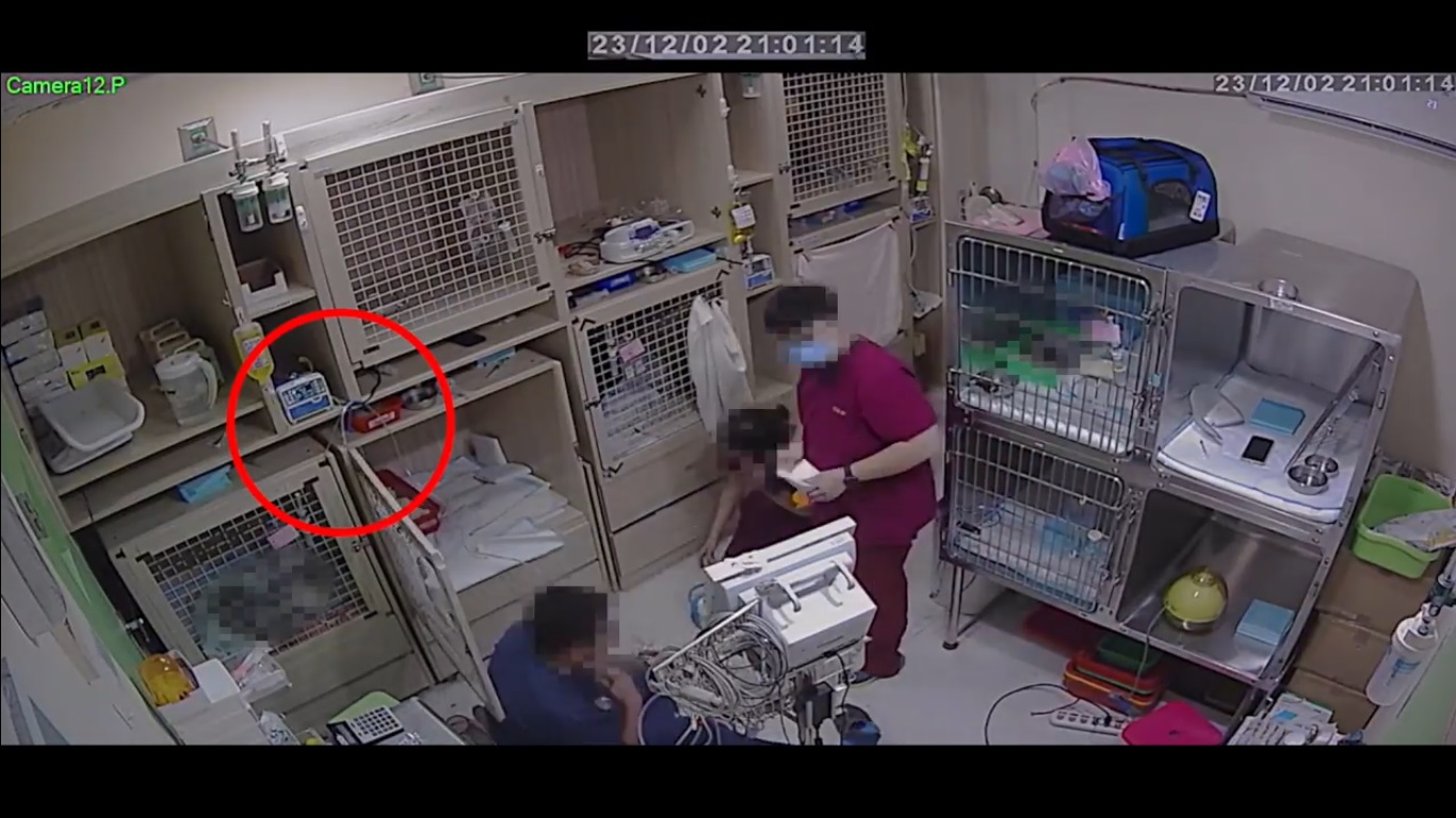 A先生的貓咪在急救過程中氧氣管脫落,院方卻在貓咪死亡後才裝回。(讀者提供)