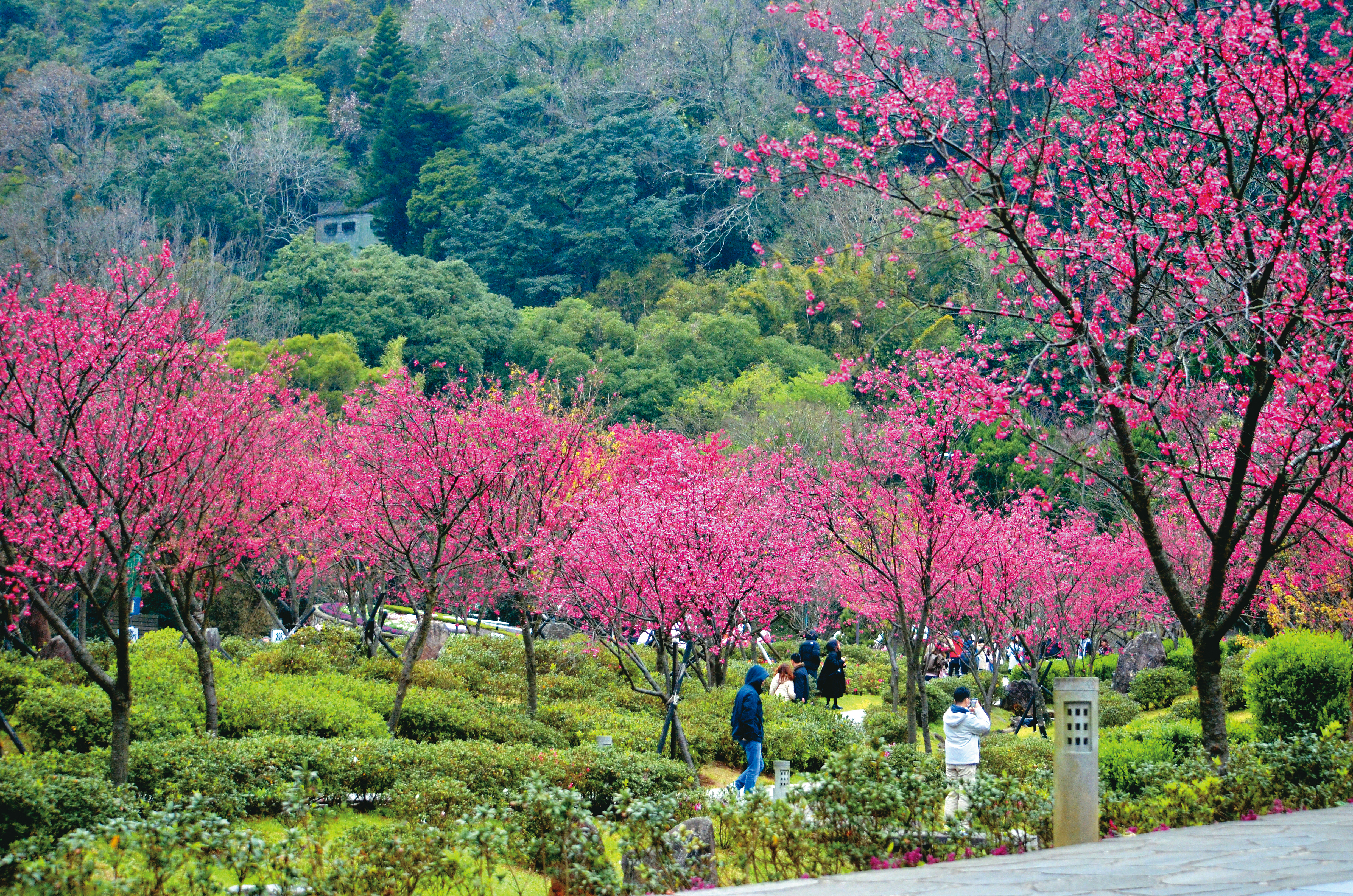 陽明山花季期間，花鐘周邊的櫻花綿延成浪漫的春日景致。