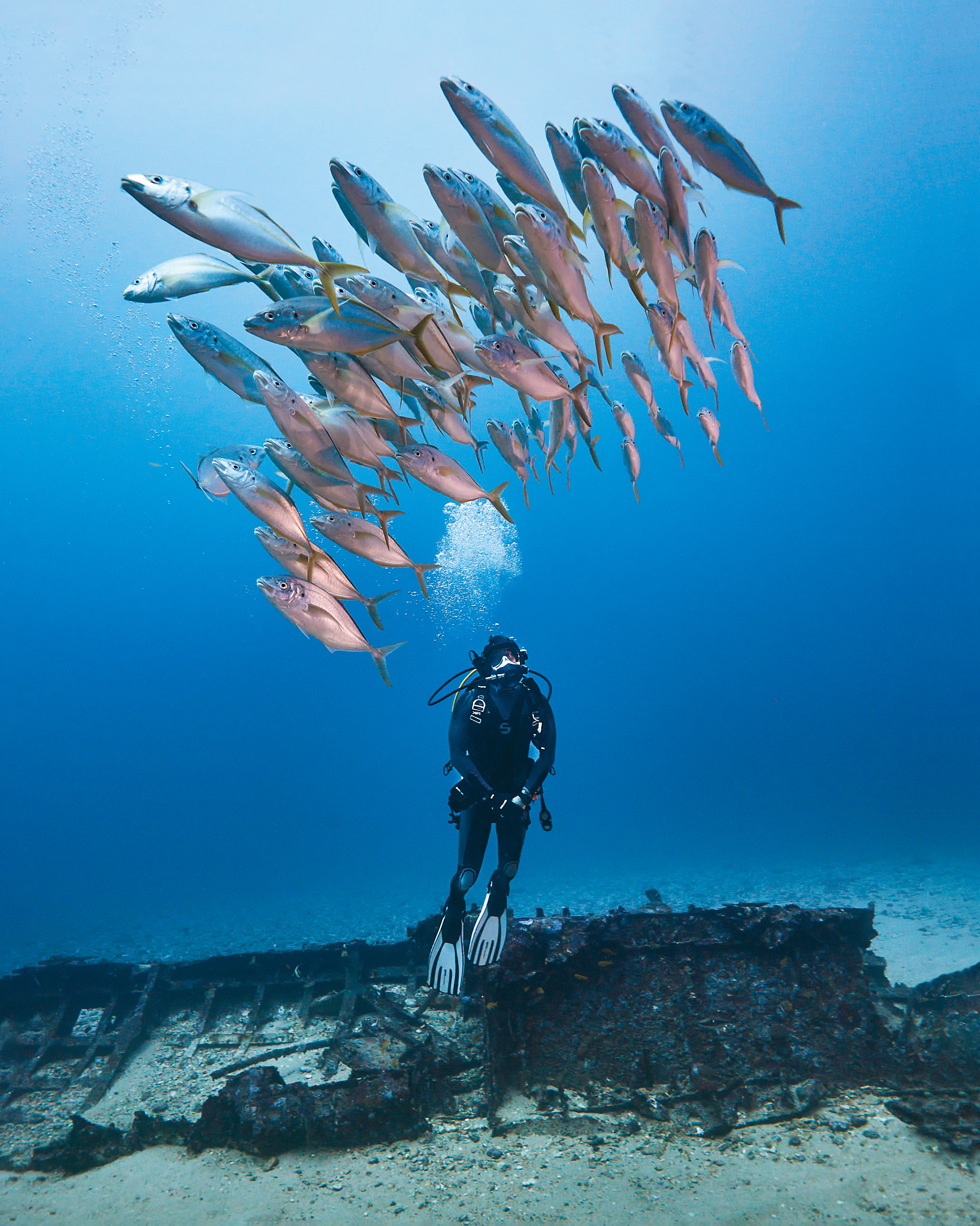 團隊至綠島首錄即下潛至40公尺,觀察綏陽艦周遭不同魚類群聚。(公視提供)