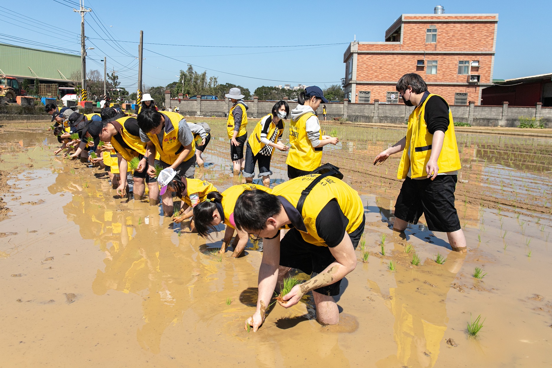 昇恆昌免稅商店員工親自參與插秧、收割活動，從體驗農耕中深化對永續與台灣米食文化的理解。（昇恆昌免稅商店提供）