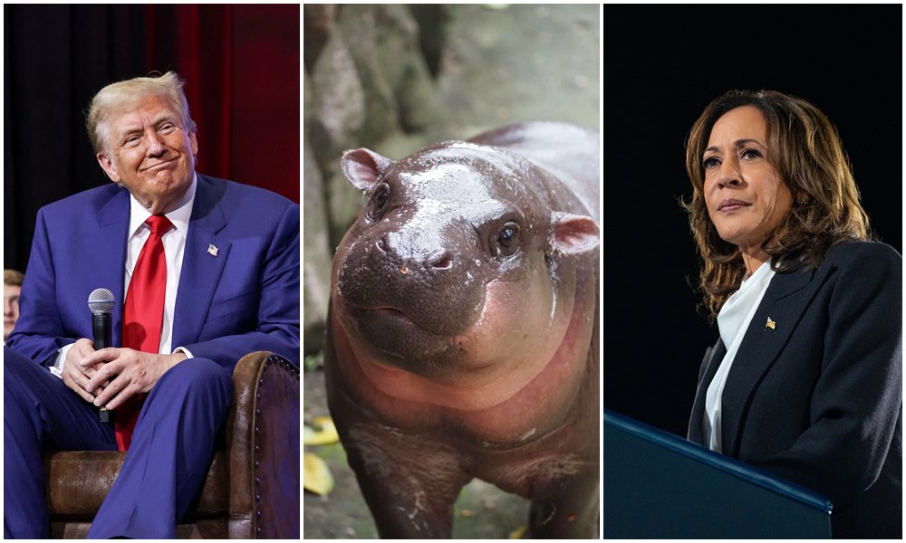 「彈跳豬」（中）預測美國總統大選，左為川普，右為賀錦麗。（翻攝ขาหมู แอนด์เดอะแก๊ง臉書、Donald J. Trump臉書、Kamala Harris臉書）