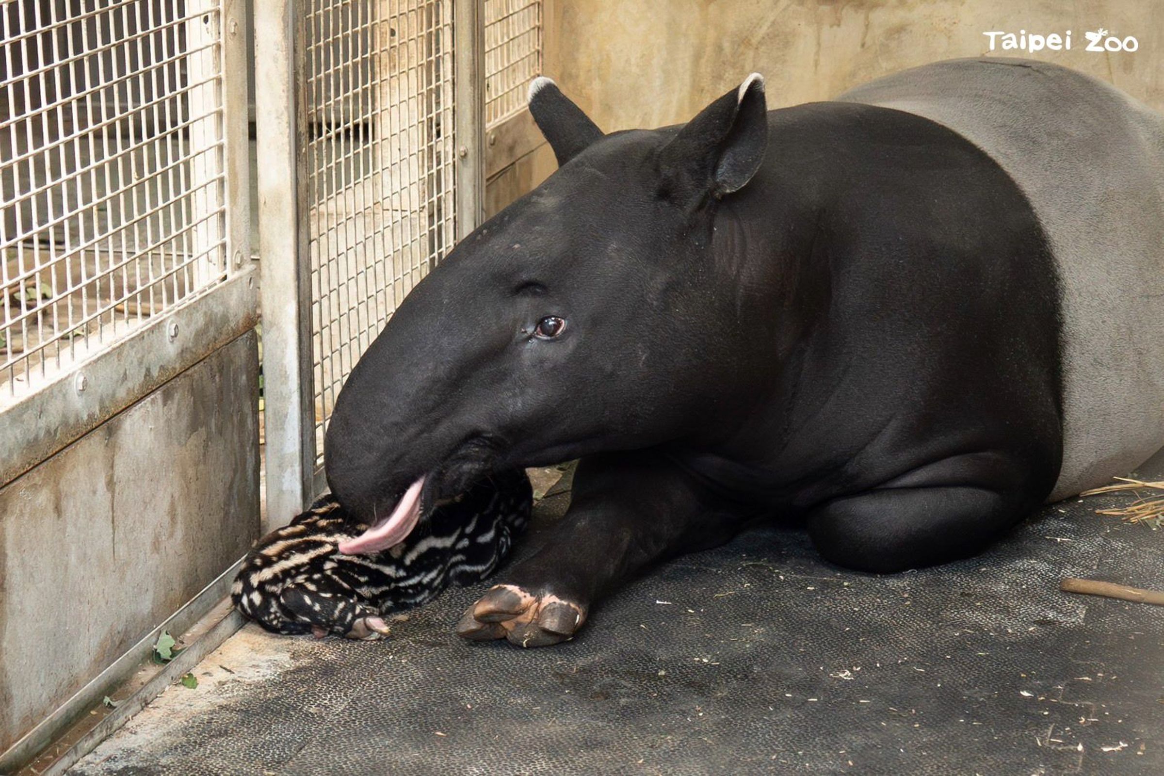 台北市立動物園的馬來貘「貘莉」今(15日)早上5點15分順利產下一子。(台北市立動物園提供)