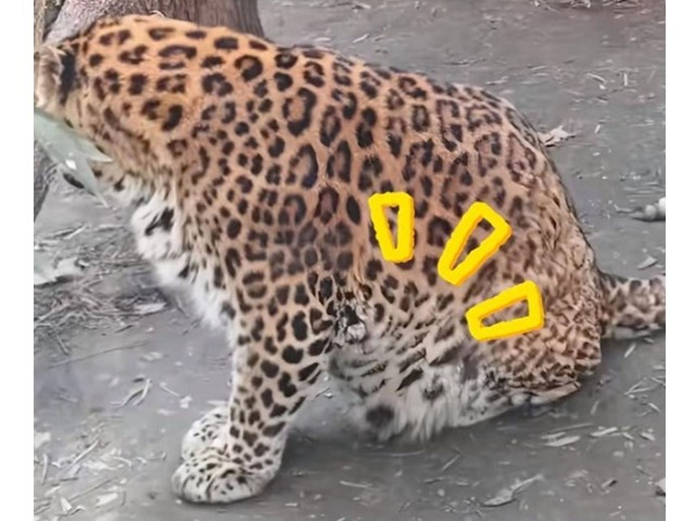 阿嬤養的？金錢豹、黑豹變「肥貓」肚子大到垂地，成都動物園遭批：根本虐待。（翻自微博）