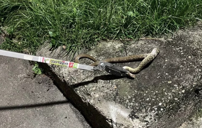 社子島被毒蛇侵襲，來自宗教團體大量野放。（富洲里辦公處提供）