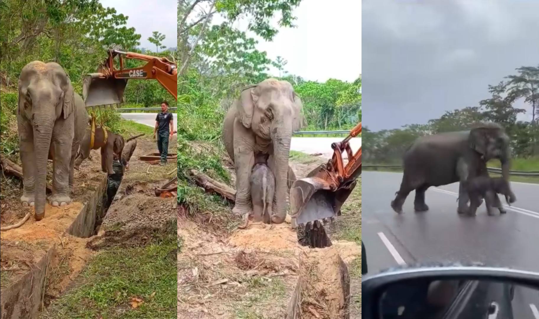 馬來西亞小象跌落溝渠，8名動保人員協助下才脫困。（翻攝臉書）