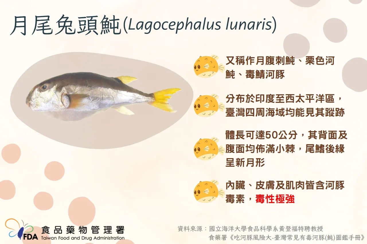 南投民眾自行下廚食用河豚中毒造成1死8送醫,食藥署今公布河豚肉食餘檢體檢驗結果。(食藥署提供)