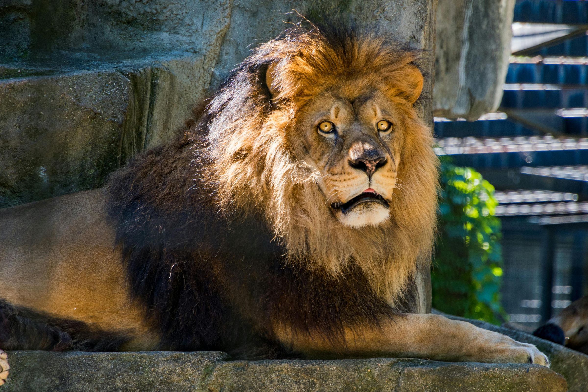 丹麥北部的奧爾堡動物園上月底出面呼籲飼主捐出不再飼養的寵物，引發爭議。（pexels提供）