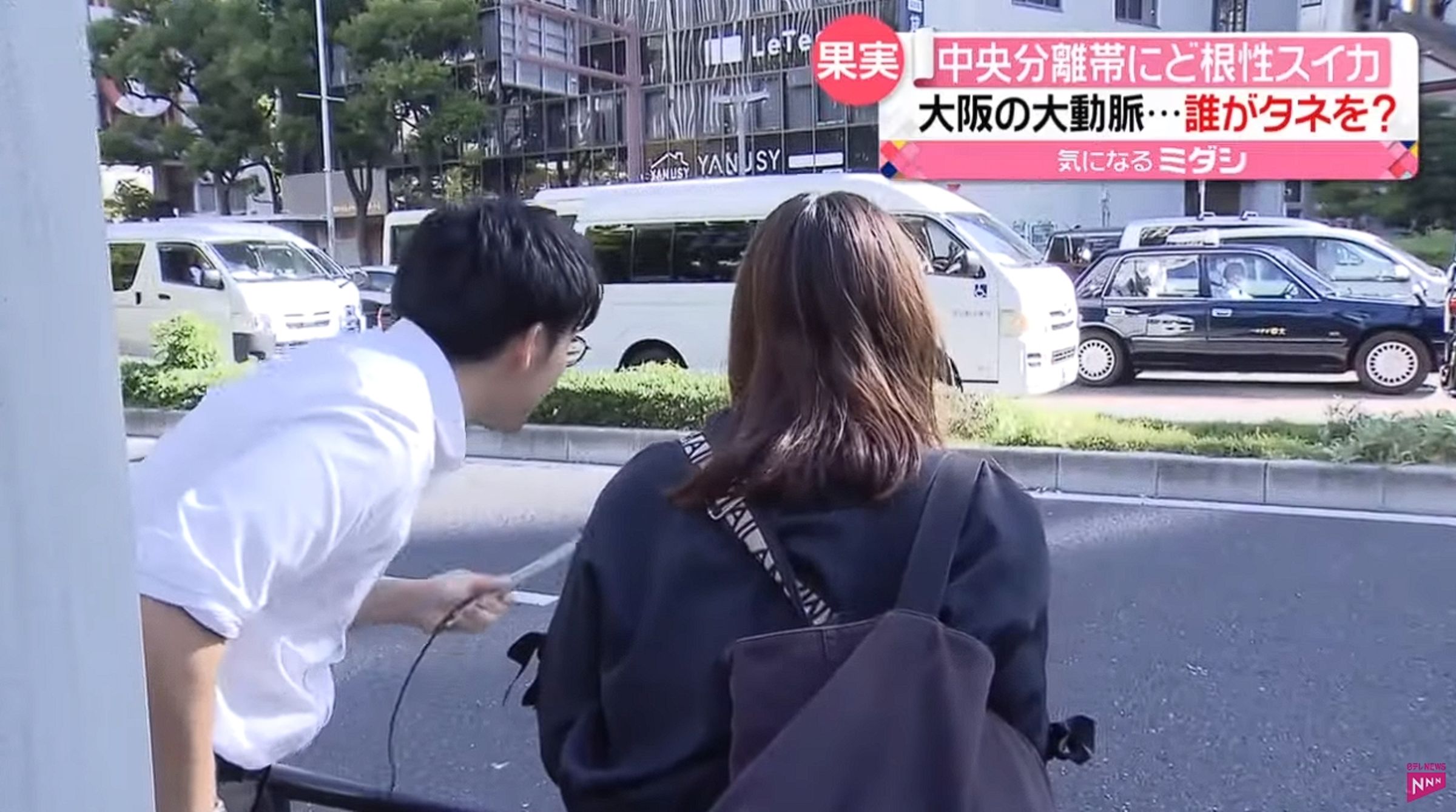 梅田御堂筋的分隔島上長出一顆西瓜，引發眾人好奇。（翻攝自 日テレNEWS YouTube）