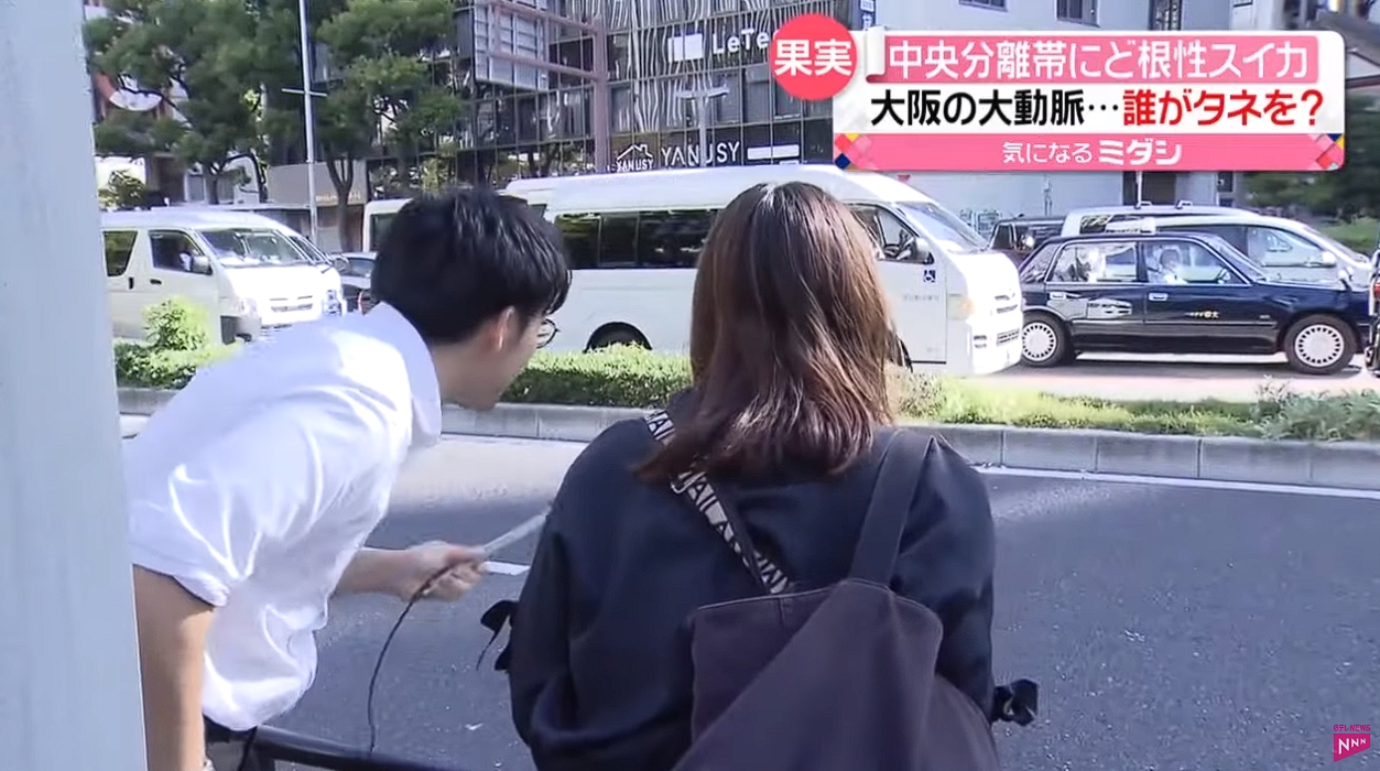梅田御堂筋的分隔島上長出一顆西瓜,引發眾人好奇。(翻攝自 日テレNEWS YouTube)