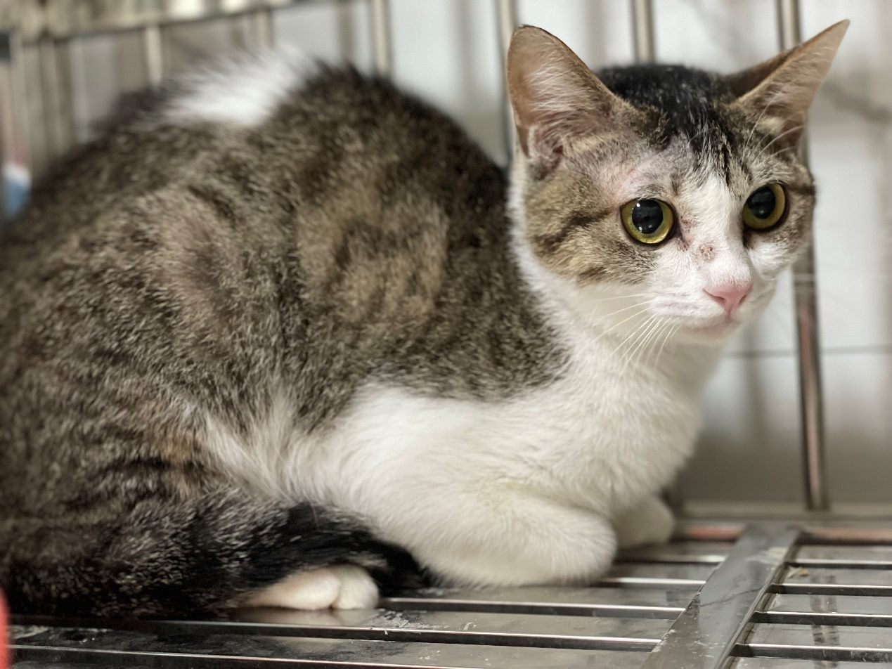 緊急安置之白底虎斑貓，6到7個月。（台北市動保處提供）