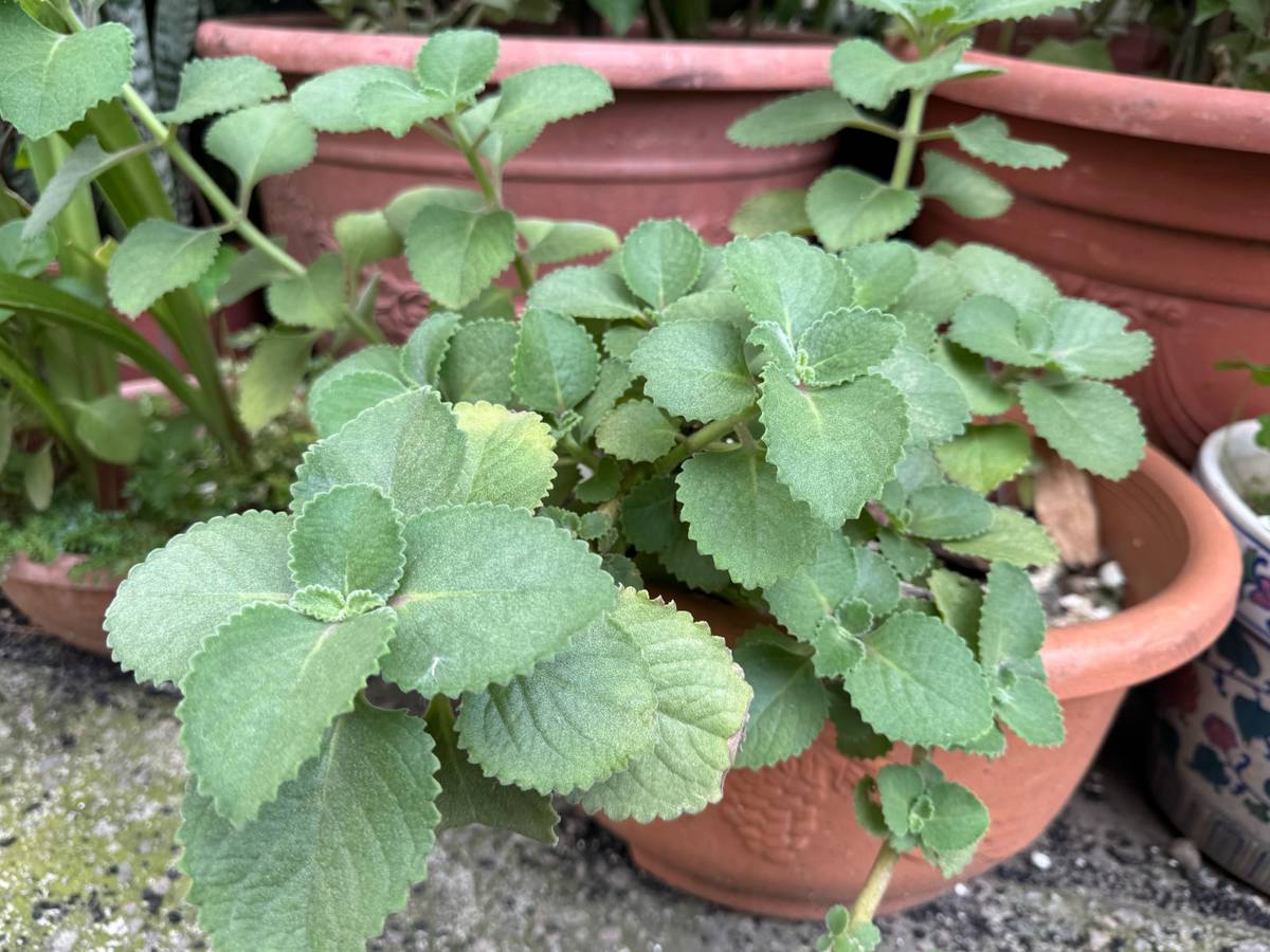 台中一名70歲的老翁吃左手香治喉嚨痛，沒想到，2個月前開始出現雙腳無力、麻木，甚至大小便失禁的情況。（大甲李綜合醫院提供）