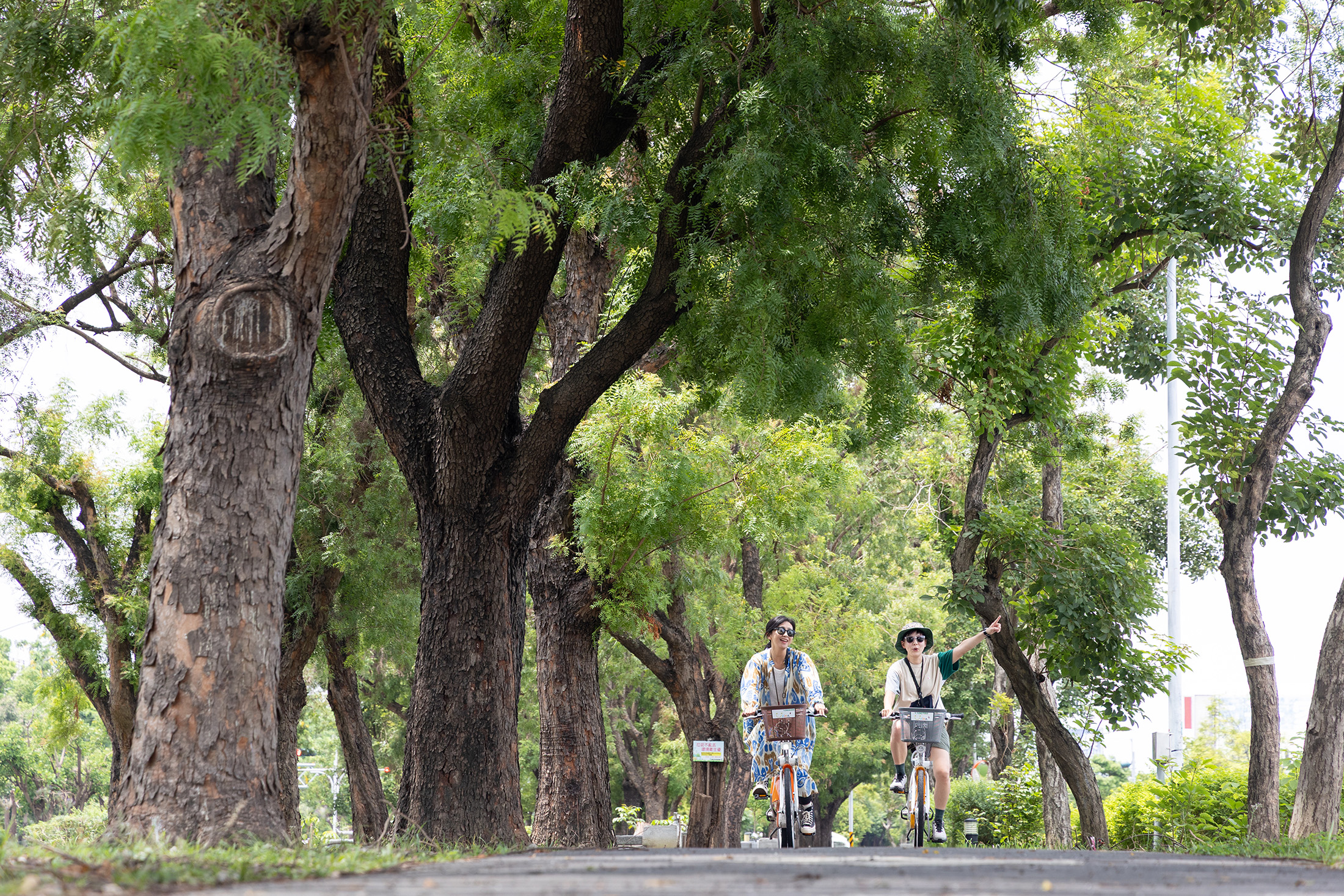 嘉義市「環市自行車道」的世賢路段兩旁是林蔭大道，騎起自行車特別舒適宜人。