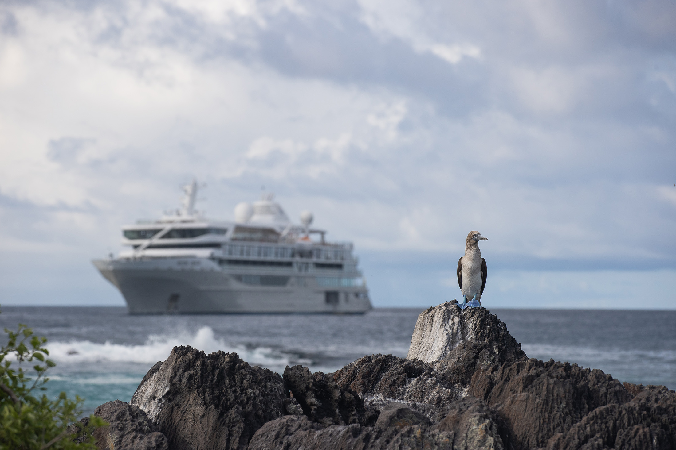 隨著越來越多高端旅客已走過南北極，元本旅遊回應市場需求，將在2027年夏季與2028春季與銀海遊輪合作，推出東格陵蘭與加拉巴哥群島行程，探索世界盡頭的原始樣貌。（元本旅遊提供）