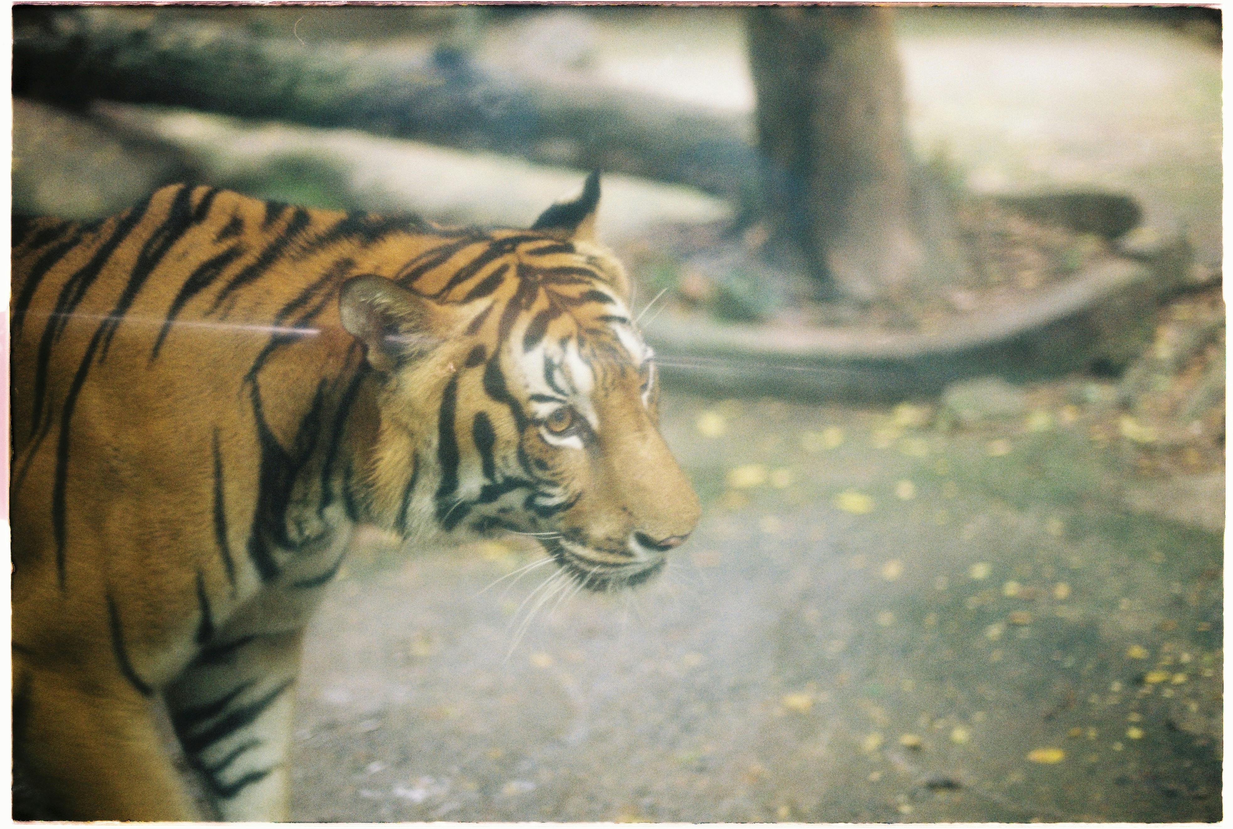 中國河南省一處動物園推出虎景套房，掀起熱議。（示意圖，取自Pexels）