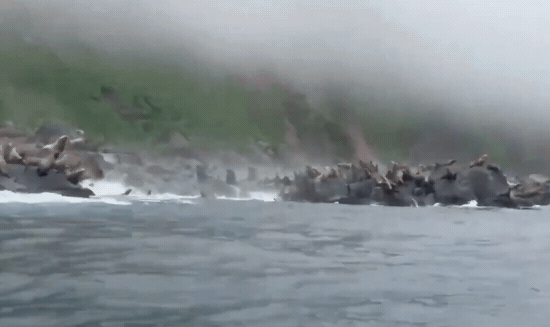 地震當下，一群北海獅受驚逃竄，集體跳海逃命。（翻攝自X）