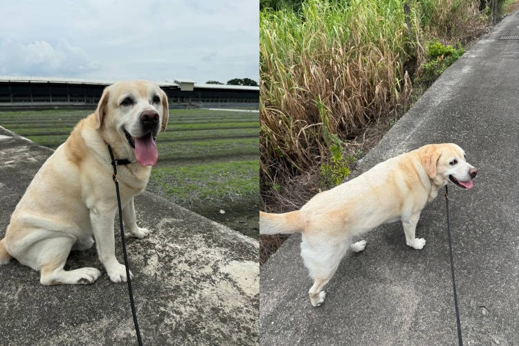 警方昨日貼出兩張「福星」熱騰騰的當日出遊照片，讓外界安心。（翻攝自Threads@ntpdk9）