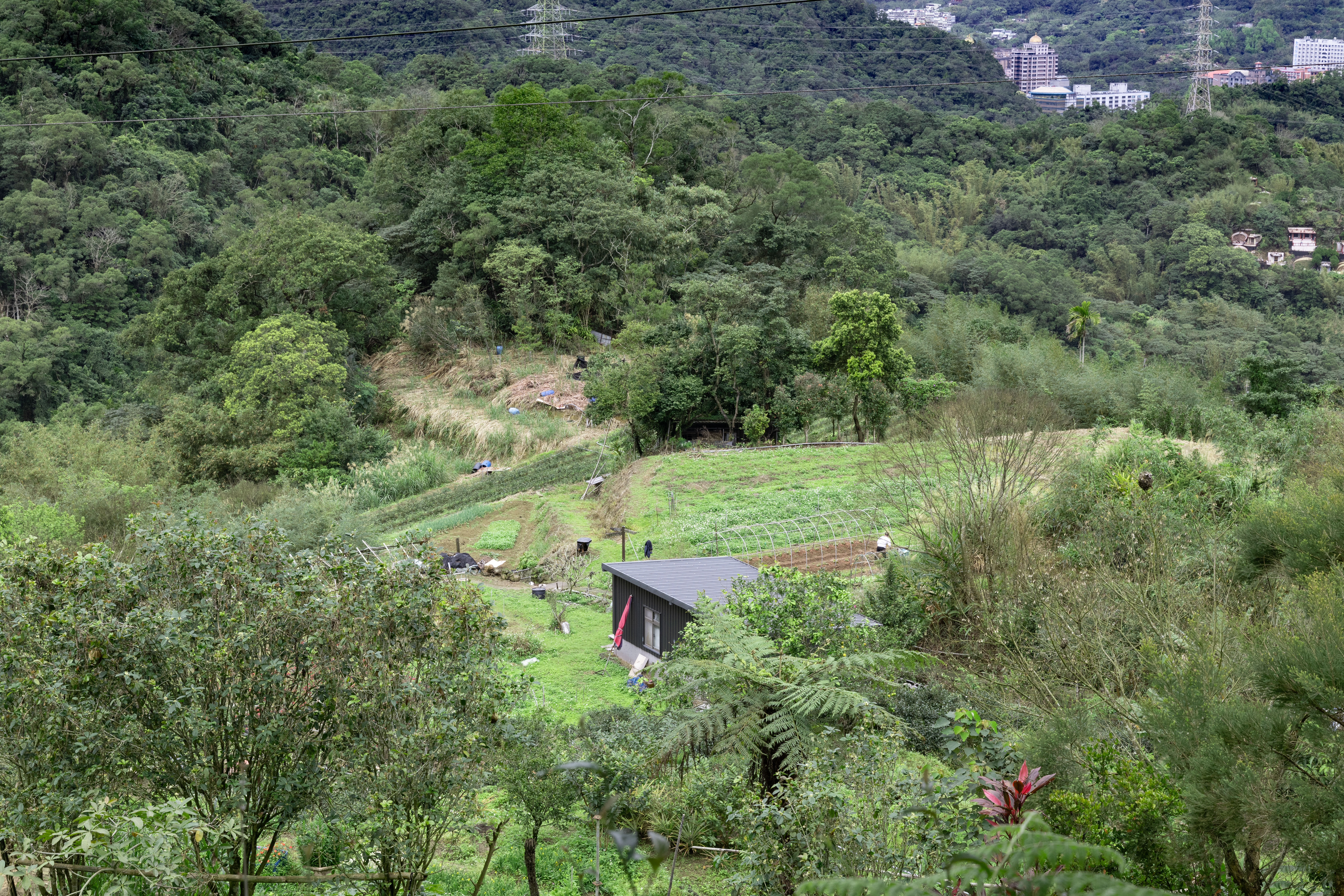 炮子崙步道沿途能見到茶園、農田與傳統古厝等農家樂景觀。