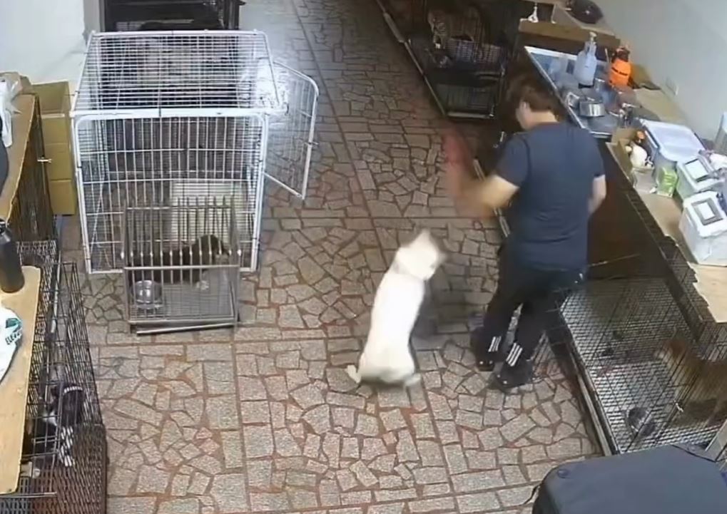 桃園市知名訓犬中心傳出虐狗行為，動保處介入調查。（翻攝畫面）