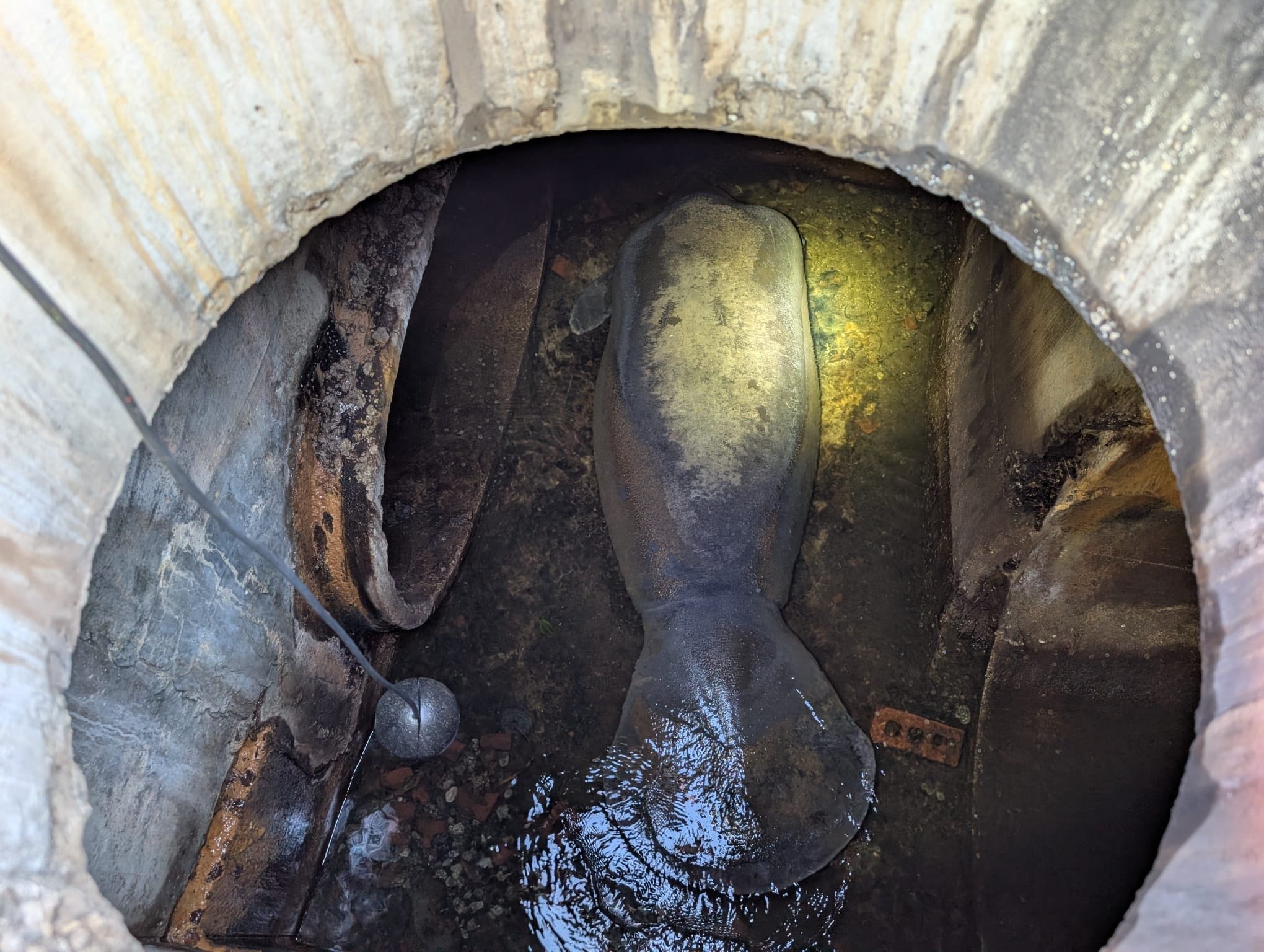 一頭重達186公斤的海牛，受困在雨水排水系統中。（翻攝Brevard County Fire Rescue）