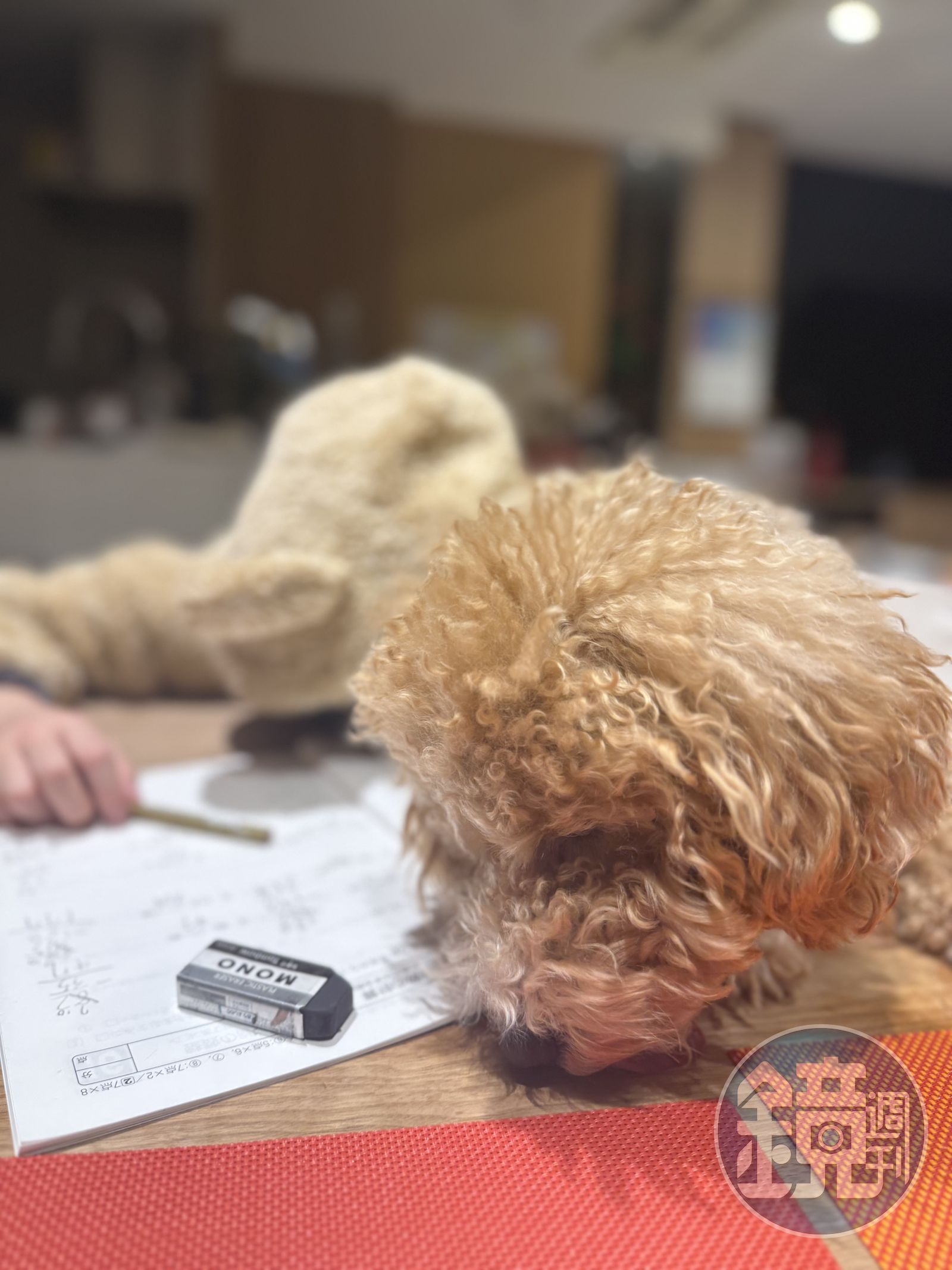 麻衣兒子跟愛犬就像是兄弟一般的相處。(讀者提供)