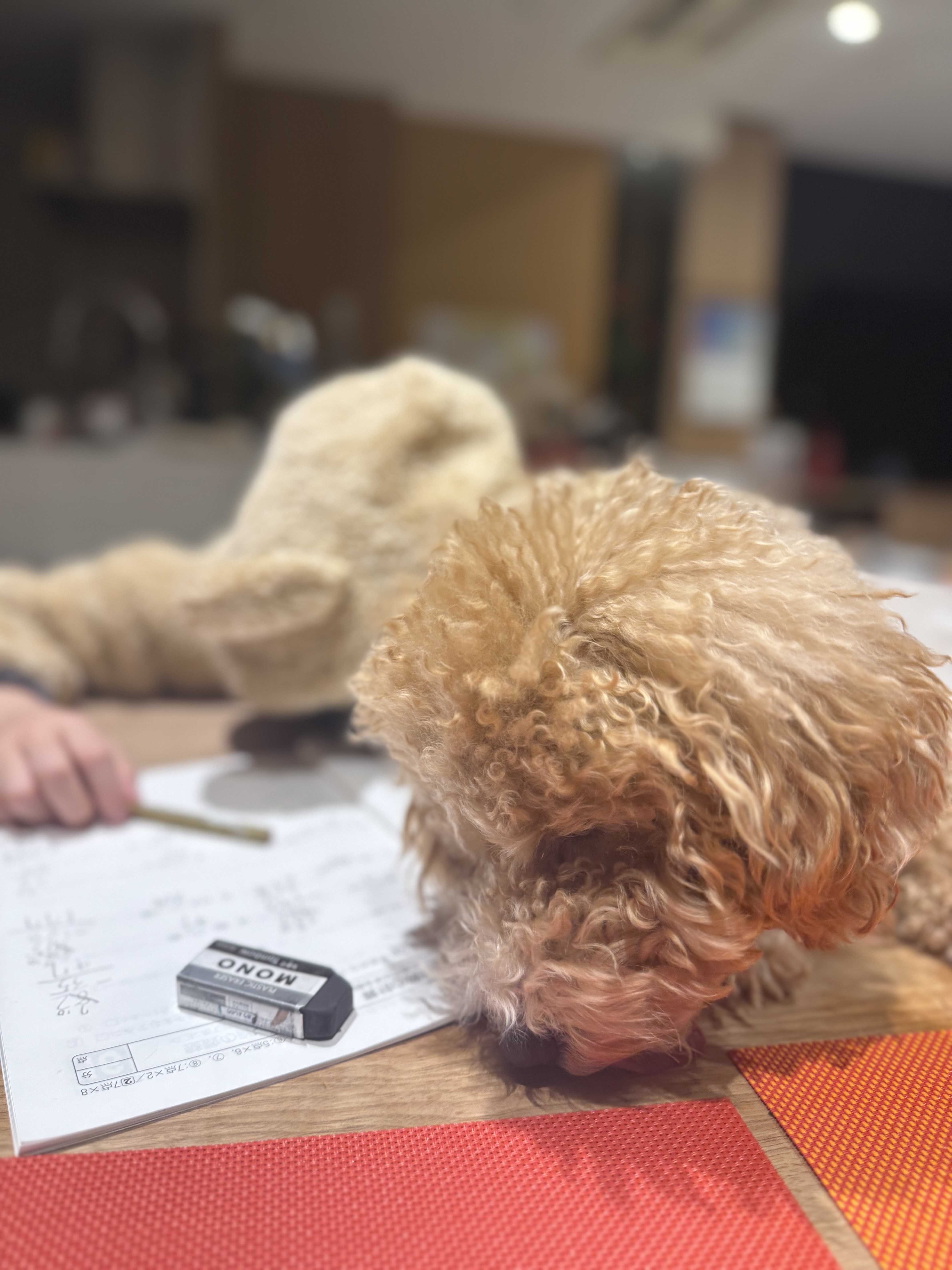 麻衣兒子跟愛犬就像是兄弟一般的相處。（讀者提供）