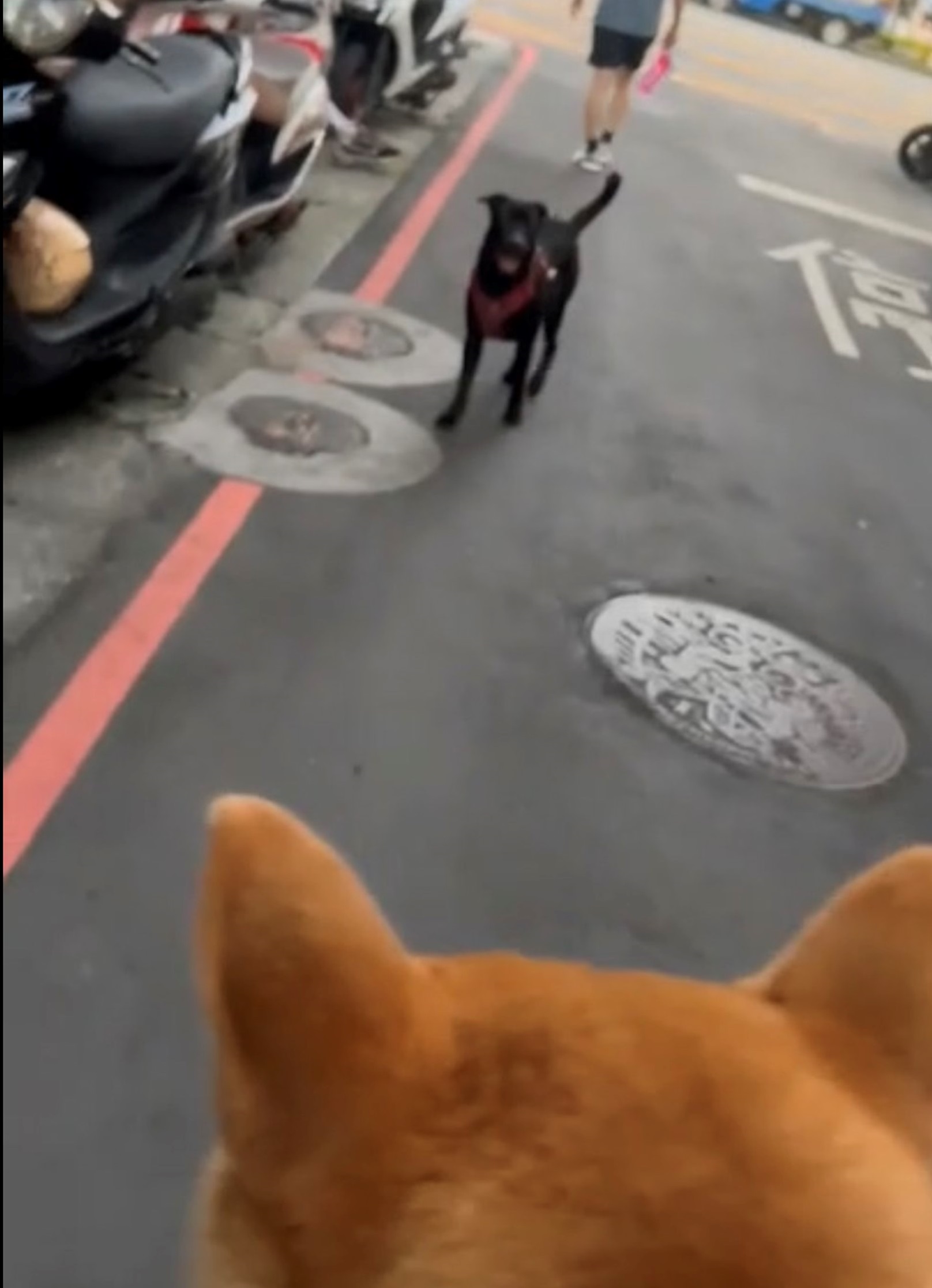 小黑與柴犬狹路相逢。(新北動保處提供)