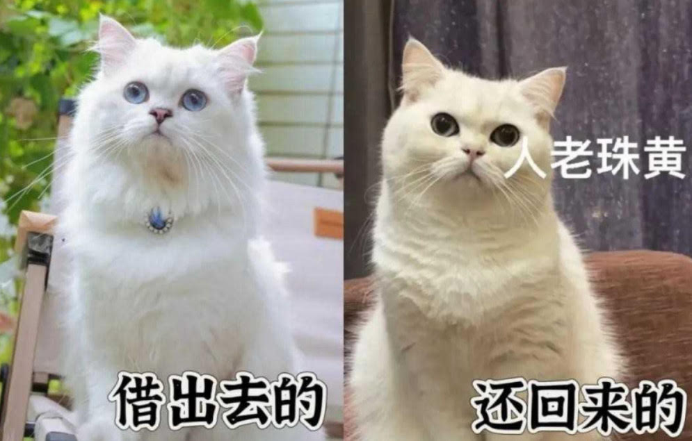 網友因有事外出，將愛貓託友人照顧，沒想到回來卻被掉包成另隻貓。（翻攝微博）