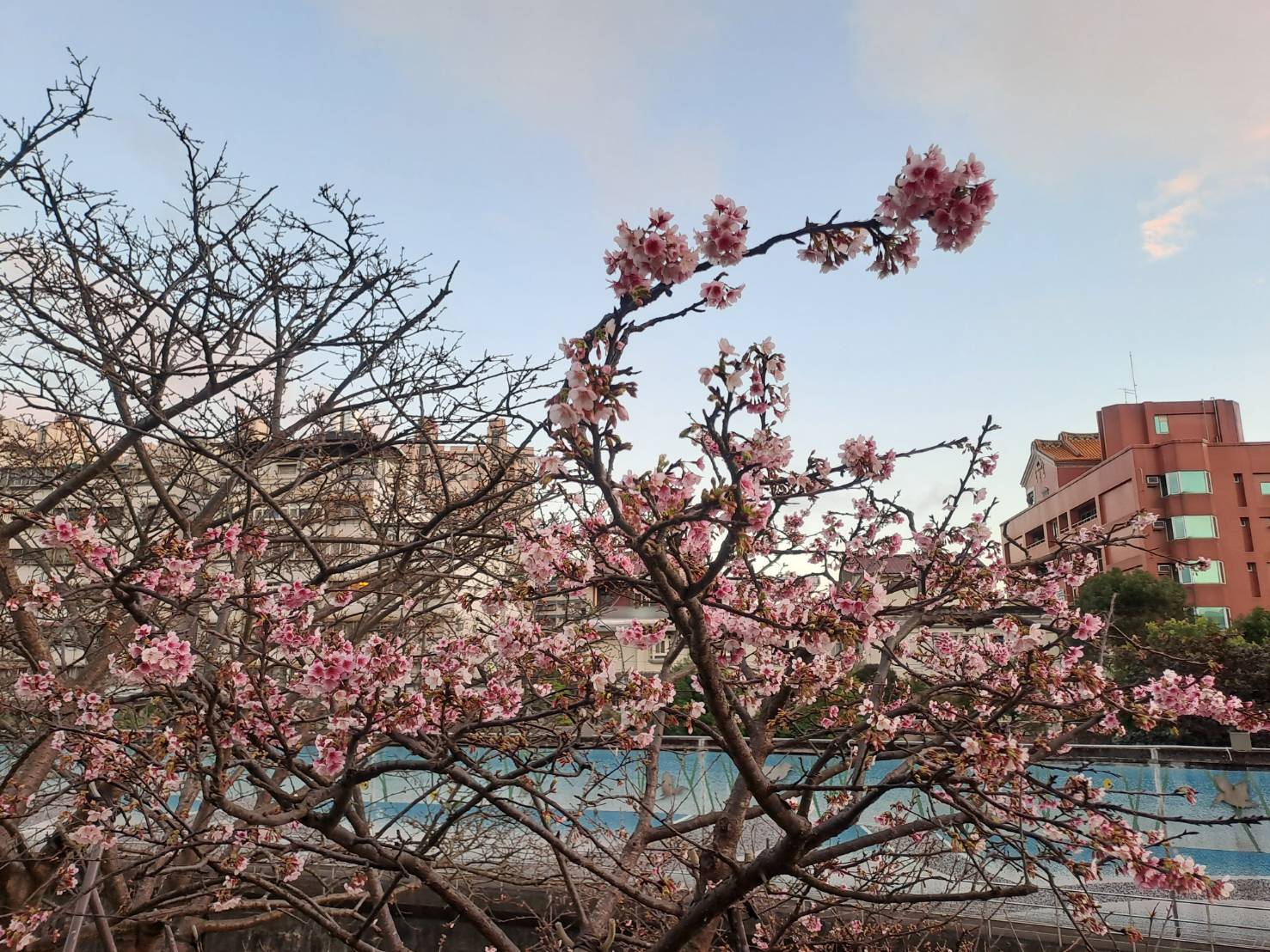 「樂活夜櫻季」將於本週五（26日）登場，一直持續到2月底。（北捷提供）