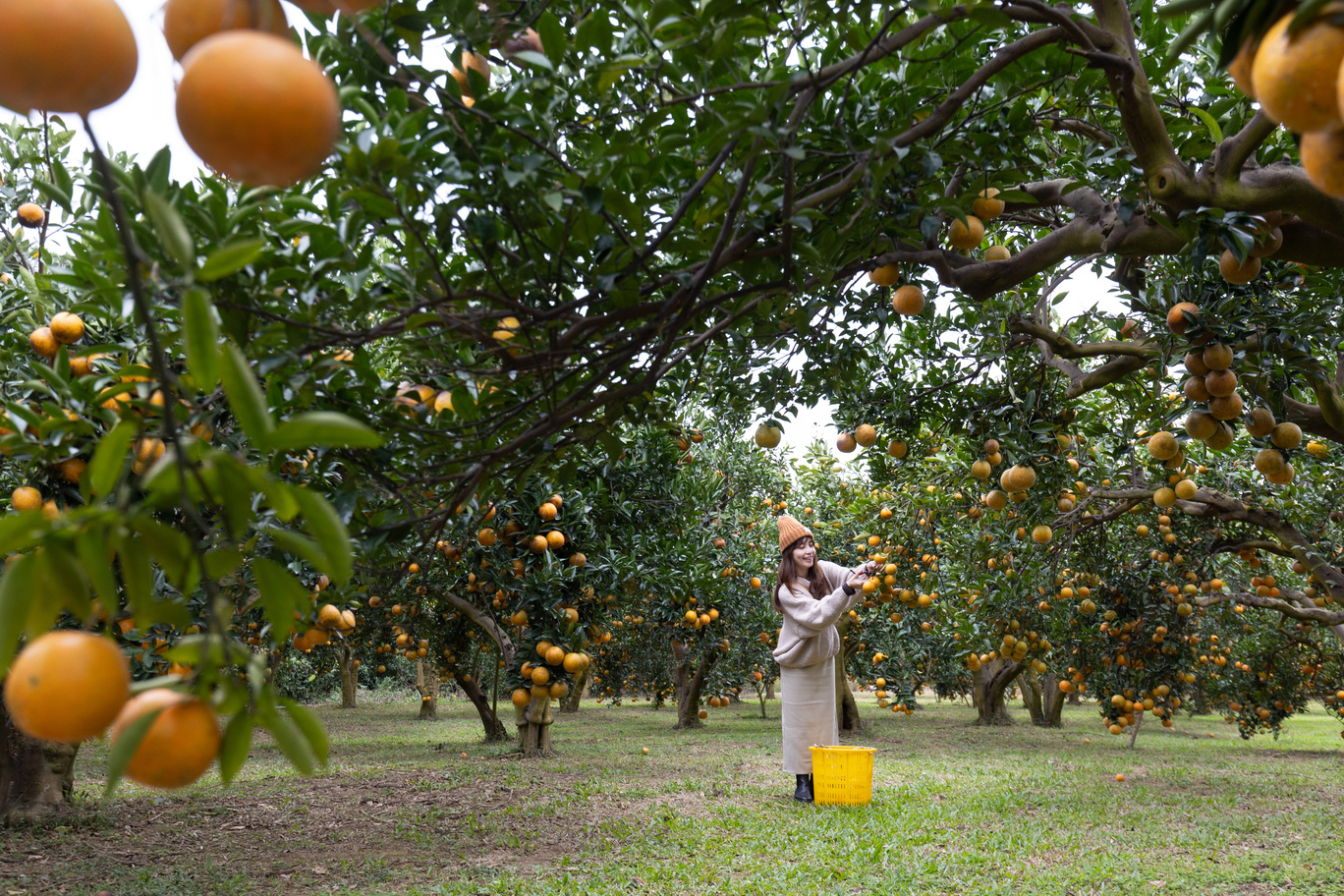 「橙香森林」1至3月季節限定的採果趣，開放民眾體驗，採完的桶柑可以秤重計價帶回家。