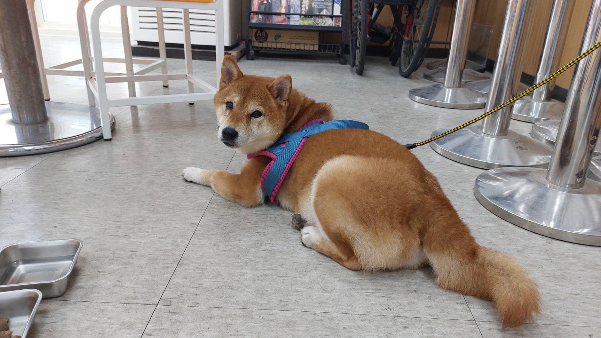 桃園市政府警察局PO文幫一隻母柴犬尋找飼主。(翻攝自桃園市政府警察局臉書)
