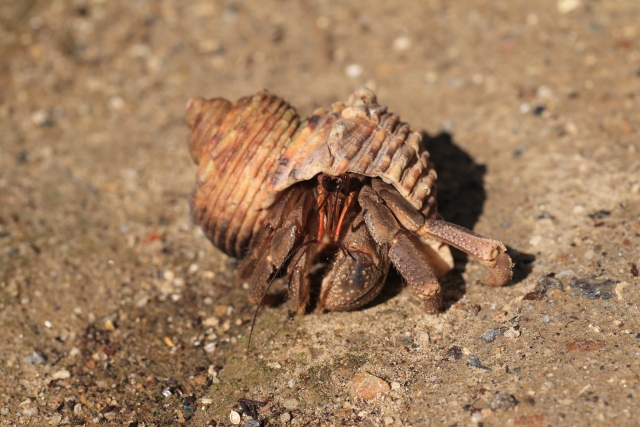 兩名台男涉嫌走私「998隻陸寄居蟹」，遭沖繩縣警方以違反《文化財保護法》逮捕。（示意圖，photoAC）
