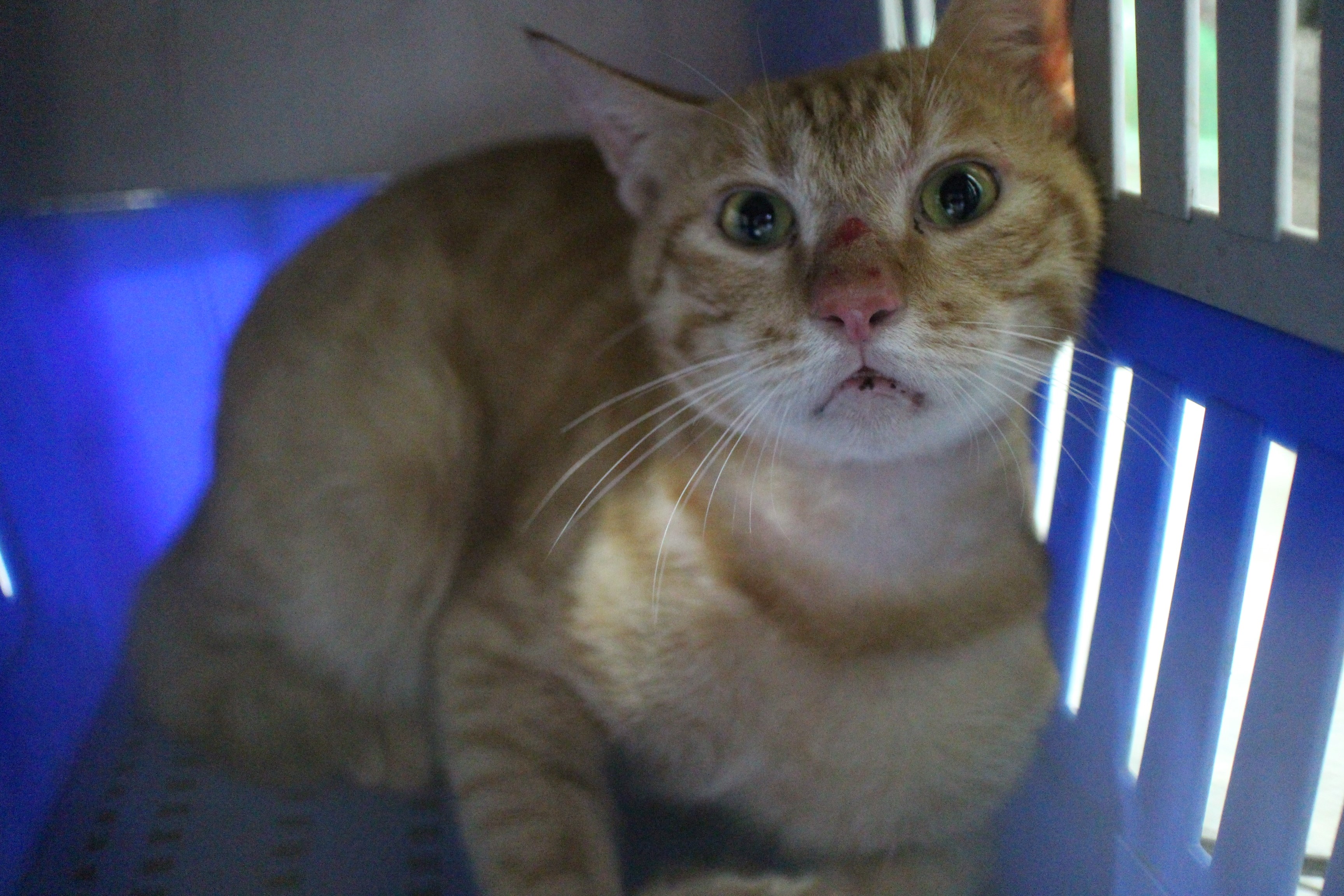 橘貓恢復健康準備回家中。（新北動保處提供）