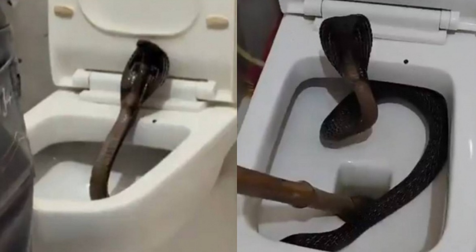 1.5公尺毒蛇溜進飯店廁所！畫面曝光引發網友熱議。（翻攝自X）