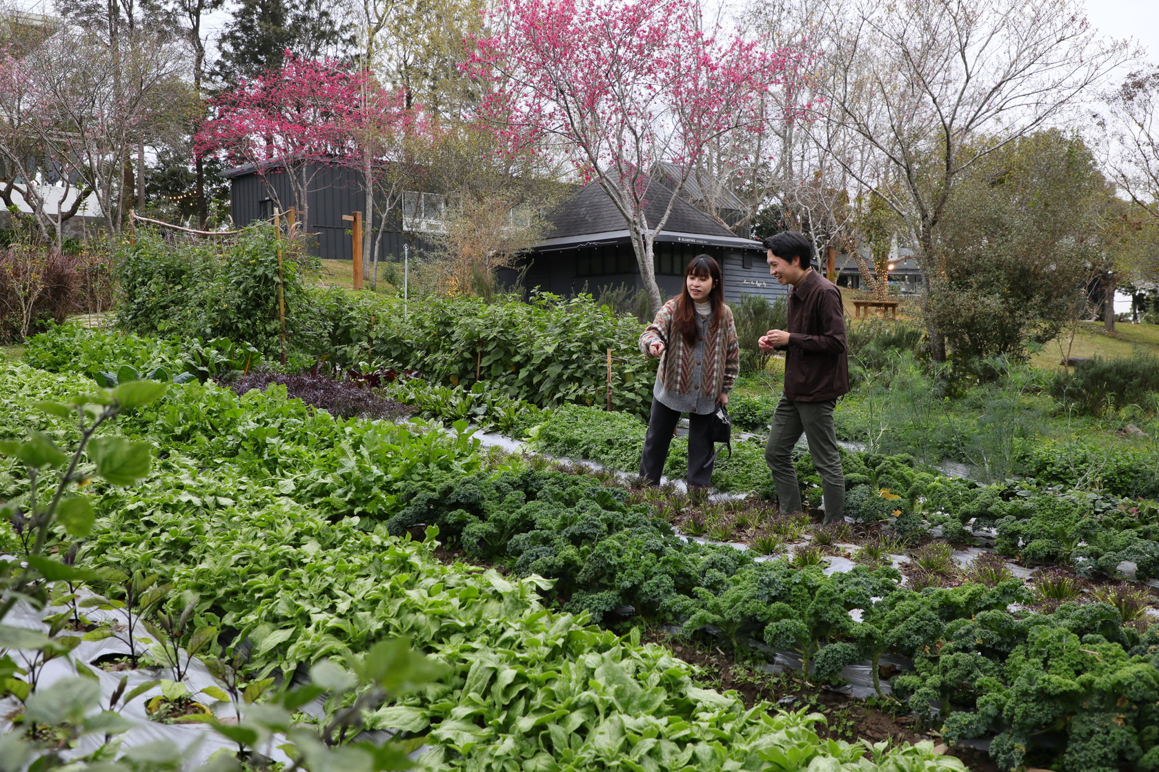 在菜園裡可認識晚餐入菜的各種食材。