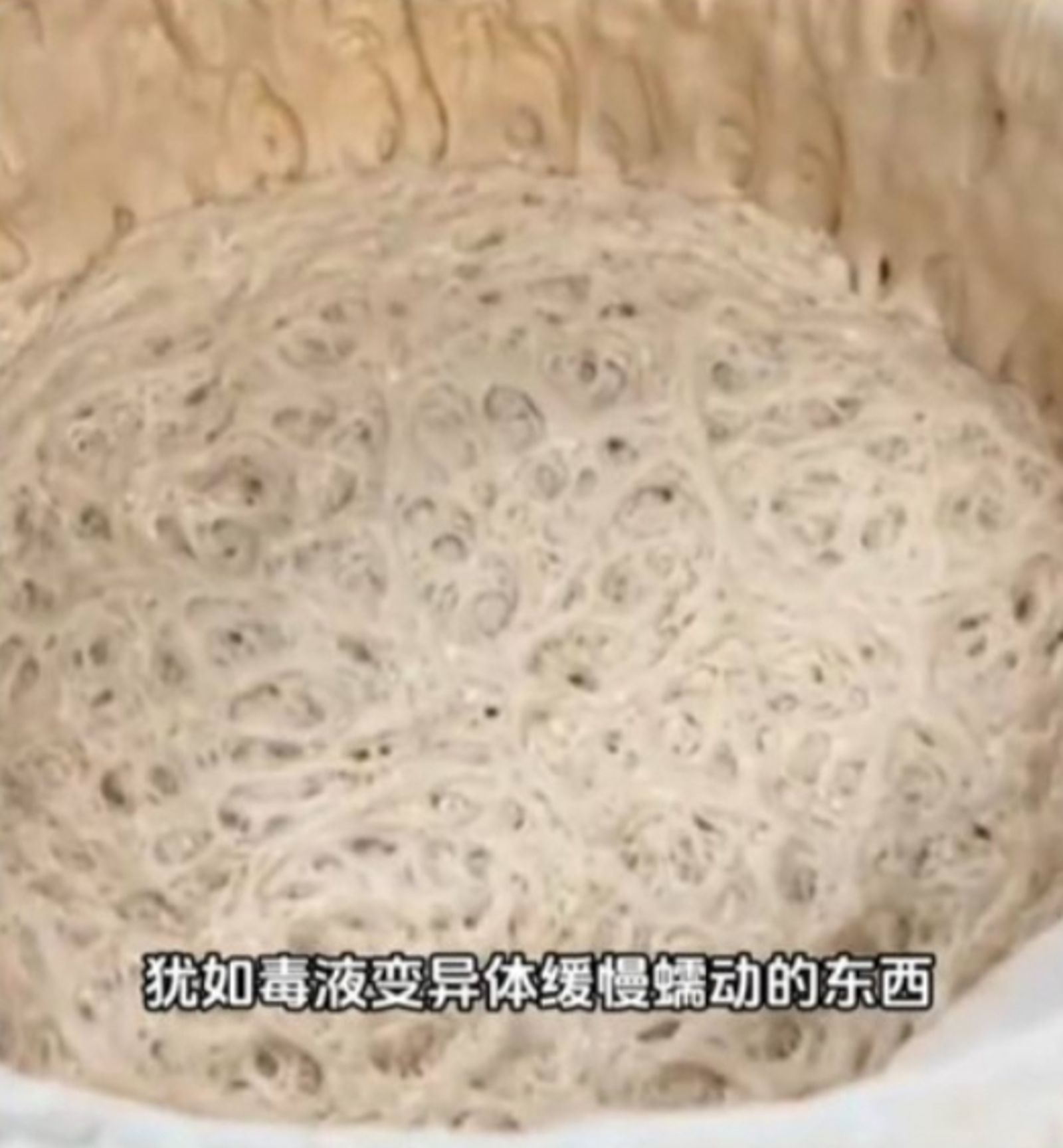 看著天然酵母發酵過程中的起泡、膨脹到變色,像是在看自己養的寵物成長。(翻攝自tiktok)