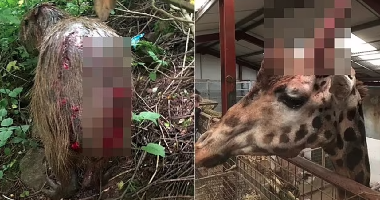 滿身是傷的水豚（左），和頭部、耳朵受傷的長頸鹿（右）。（翻攝自freedomforanimals官網）